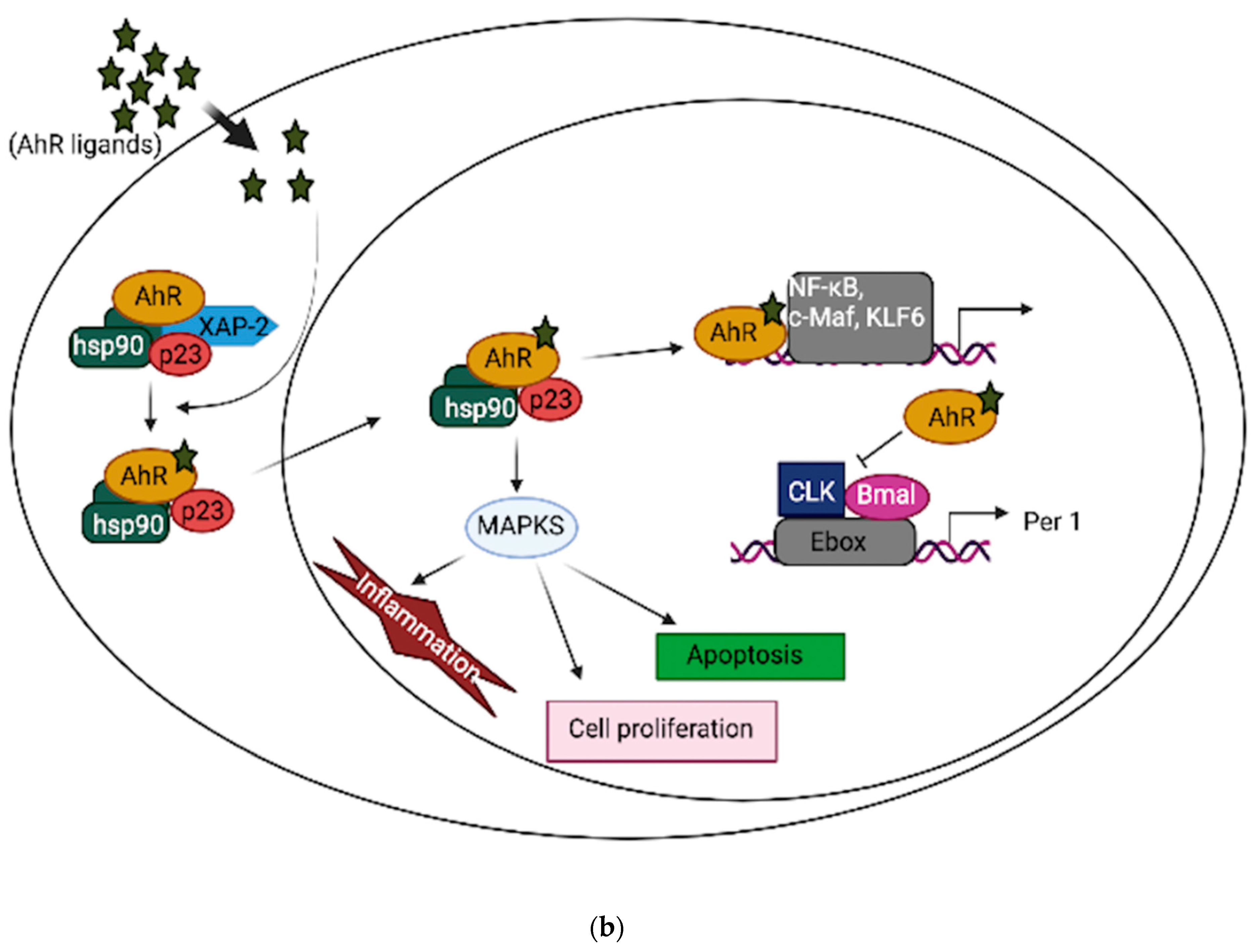 Cells 10 02729 g001b
