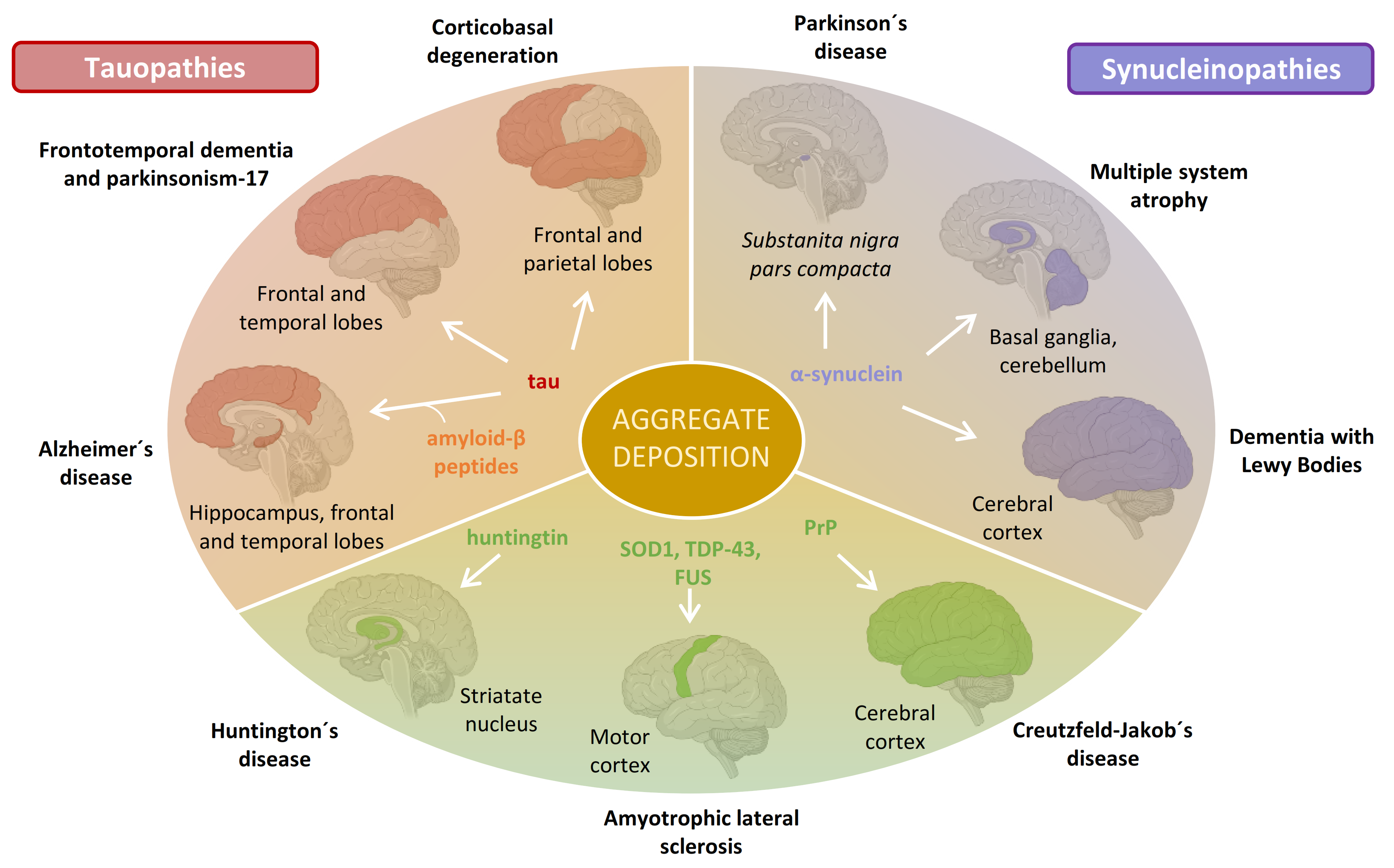 Cells 10 02745 g001 550