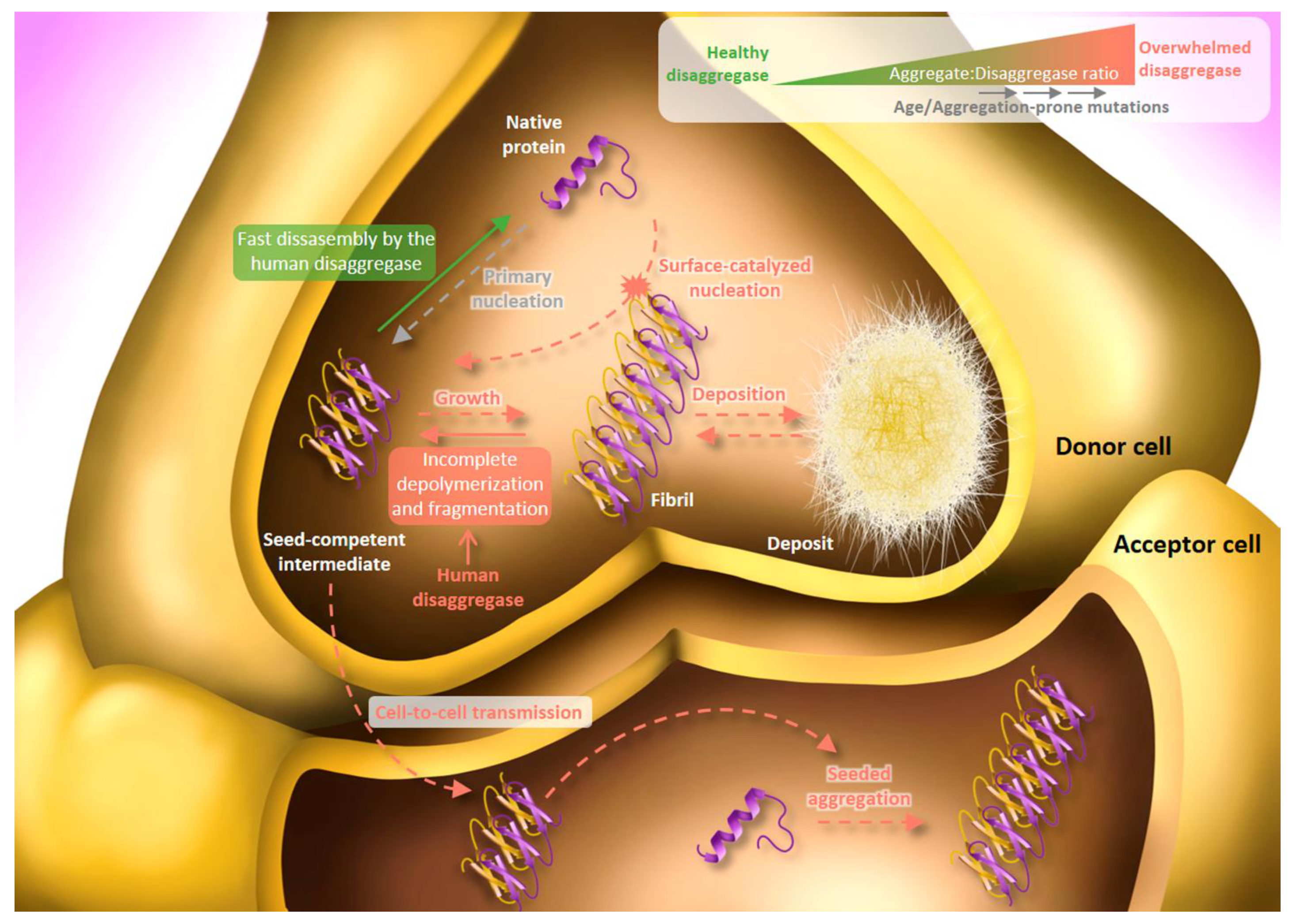 Cells 10 02745 g004 550