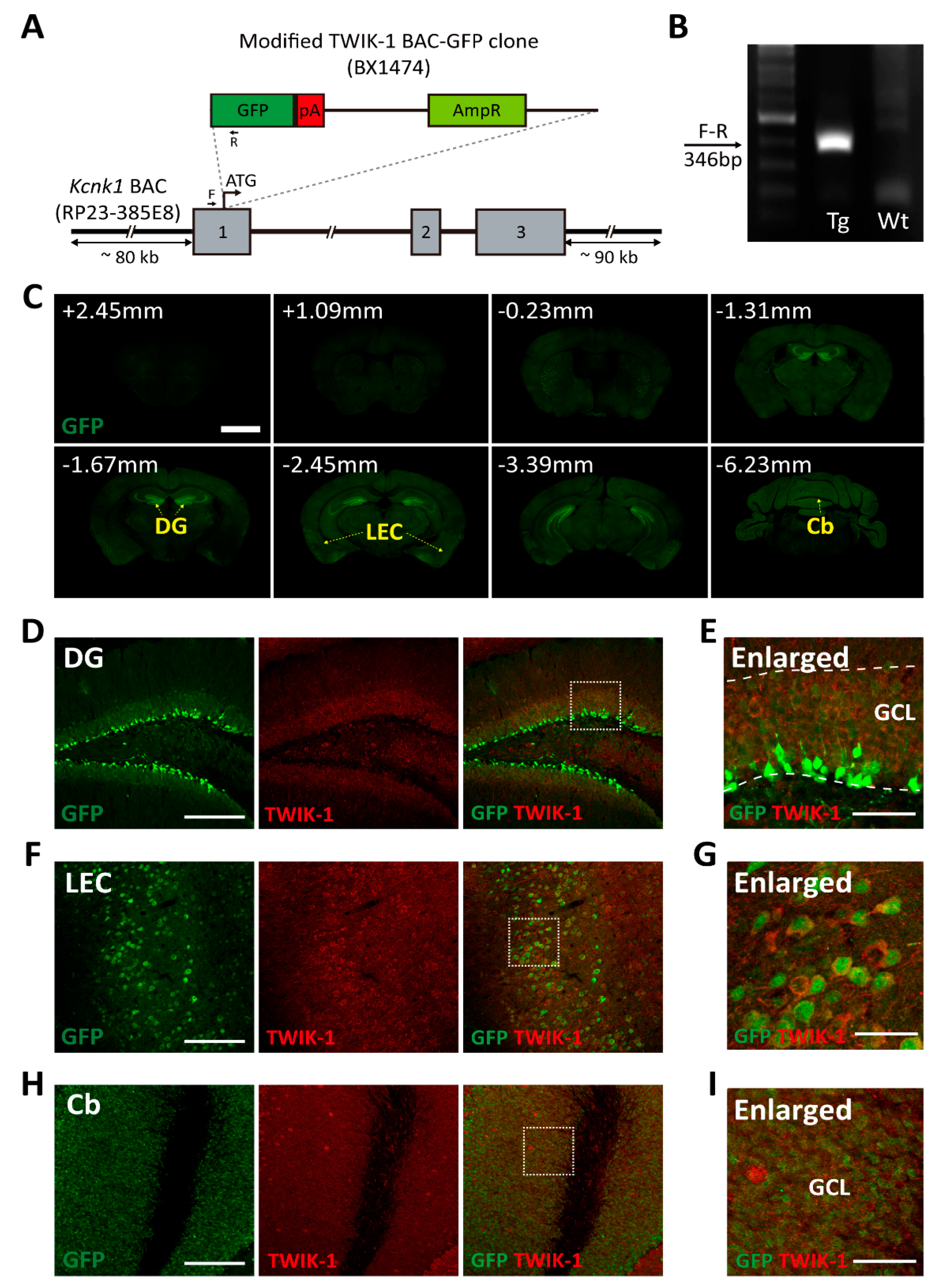 Cells 10 02751 g001 550