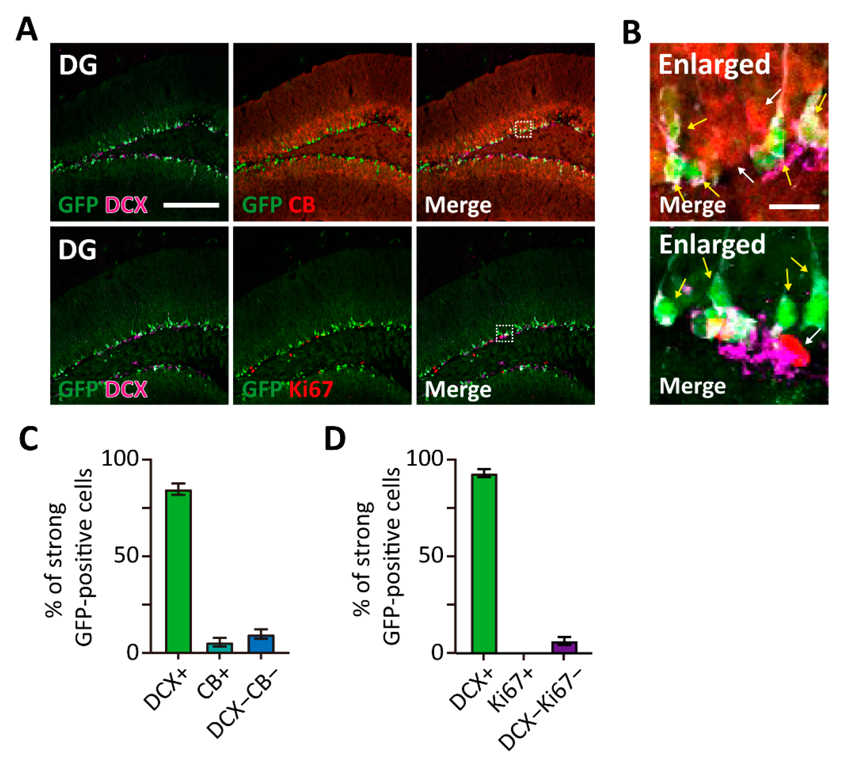 Cells 10 02751 g003 550