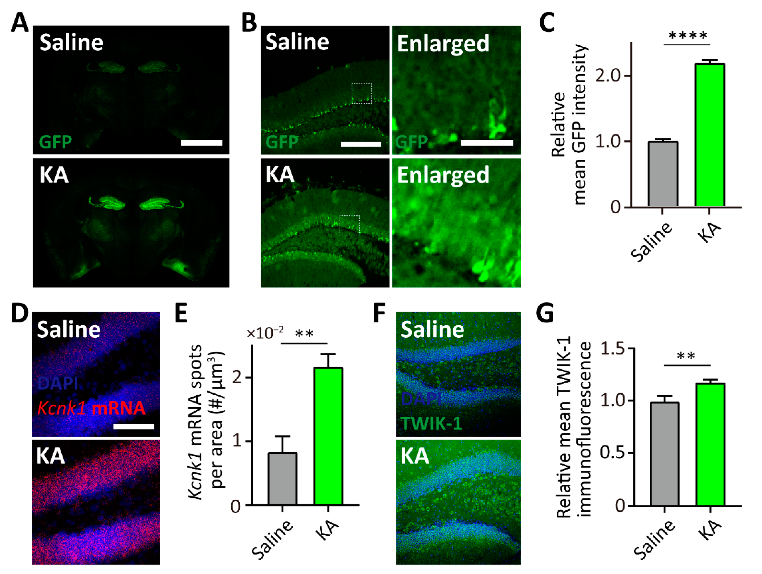 Cells 10 02751 g005 550
