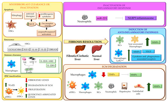 Cells | Free Full-Text | Cellular and Molecular Mechanisms 