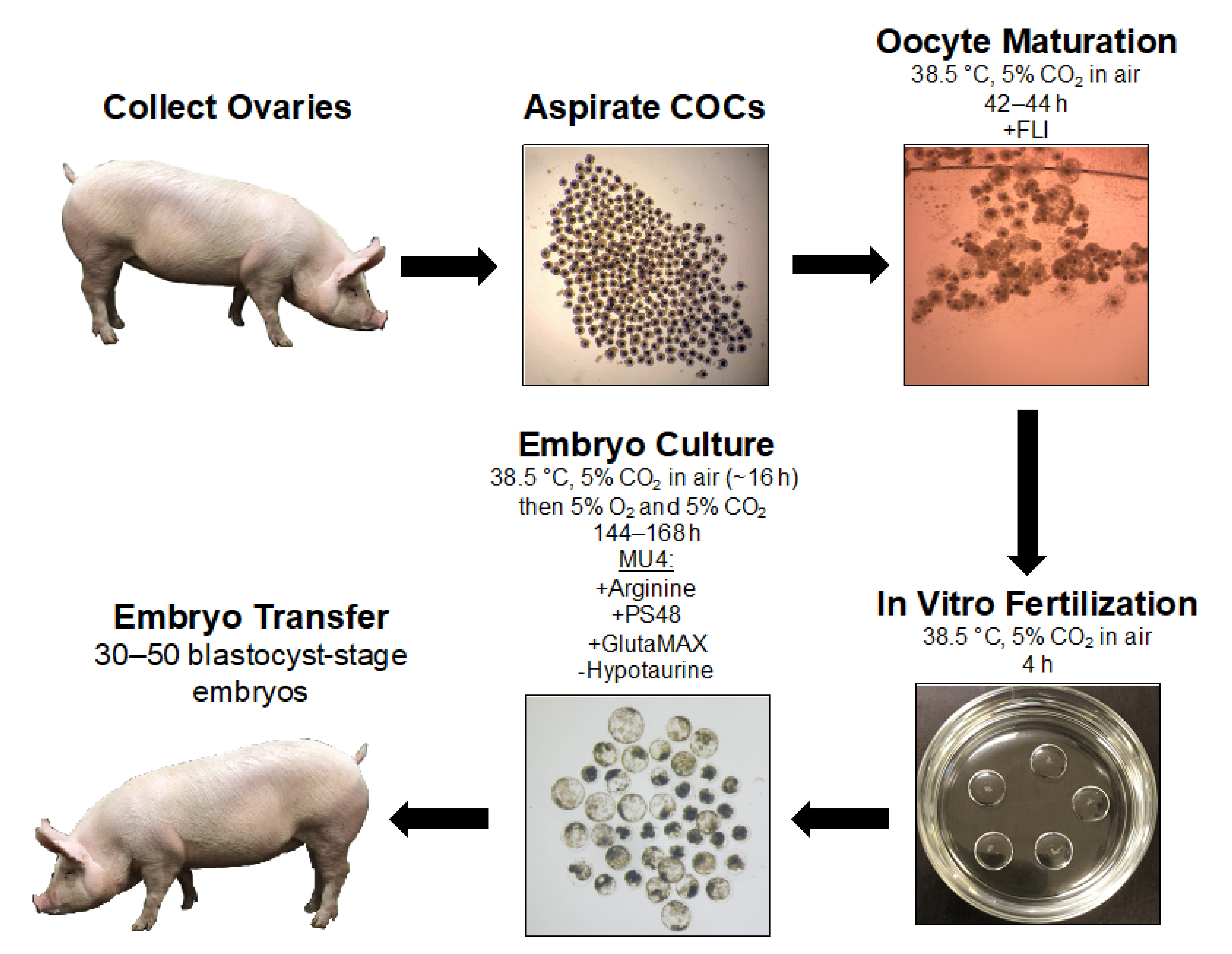Cells | Free Full-Text | Challenges and Considerations during In Vitro Production of Porcine Embryos Cells | Free Full-Text | Challenges and Considerations during In Vitro Production of Porcine Embryos