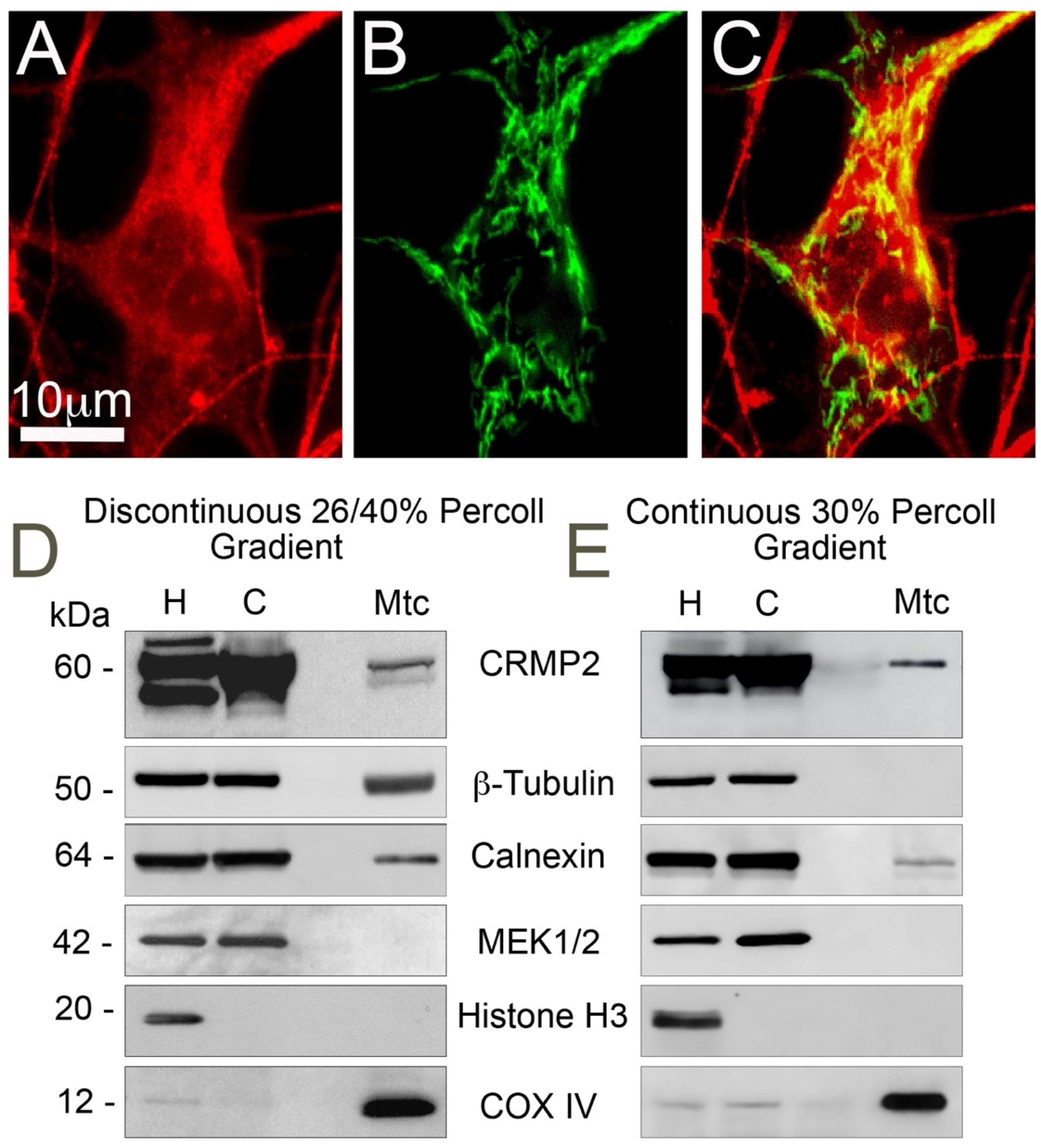 Cells 10 02781 g001 Cells 10 02781 g001