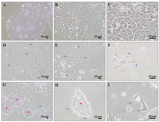 Cells | October 2021 - Browse Articles