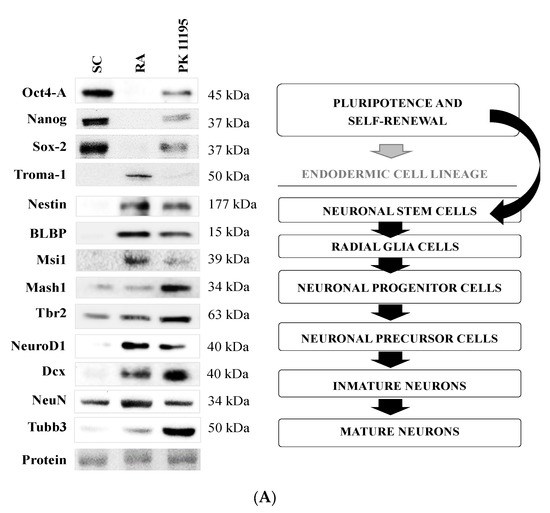 Cells | October 2021 - Browse Articles