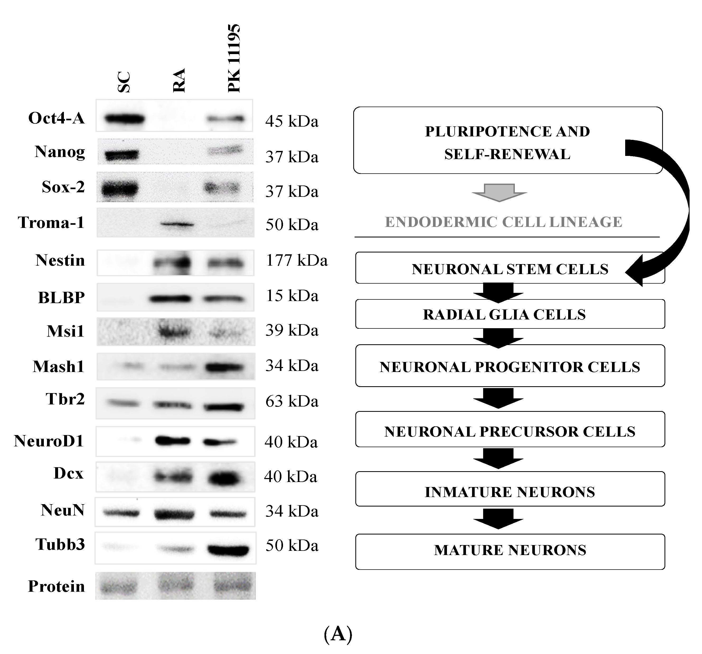 Term paper 11195 02 picture