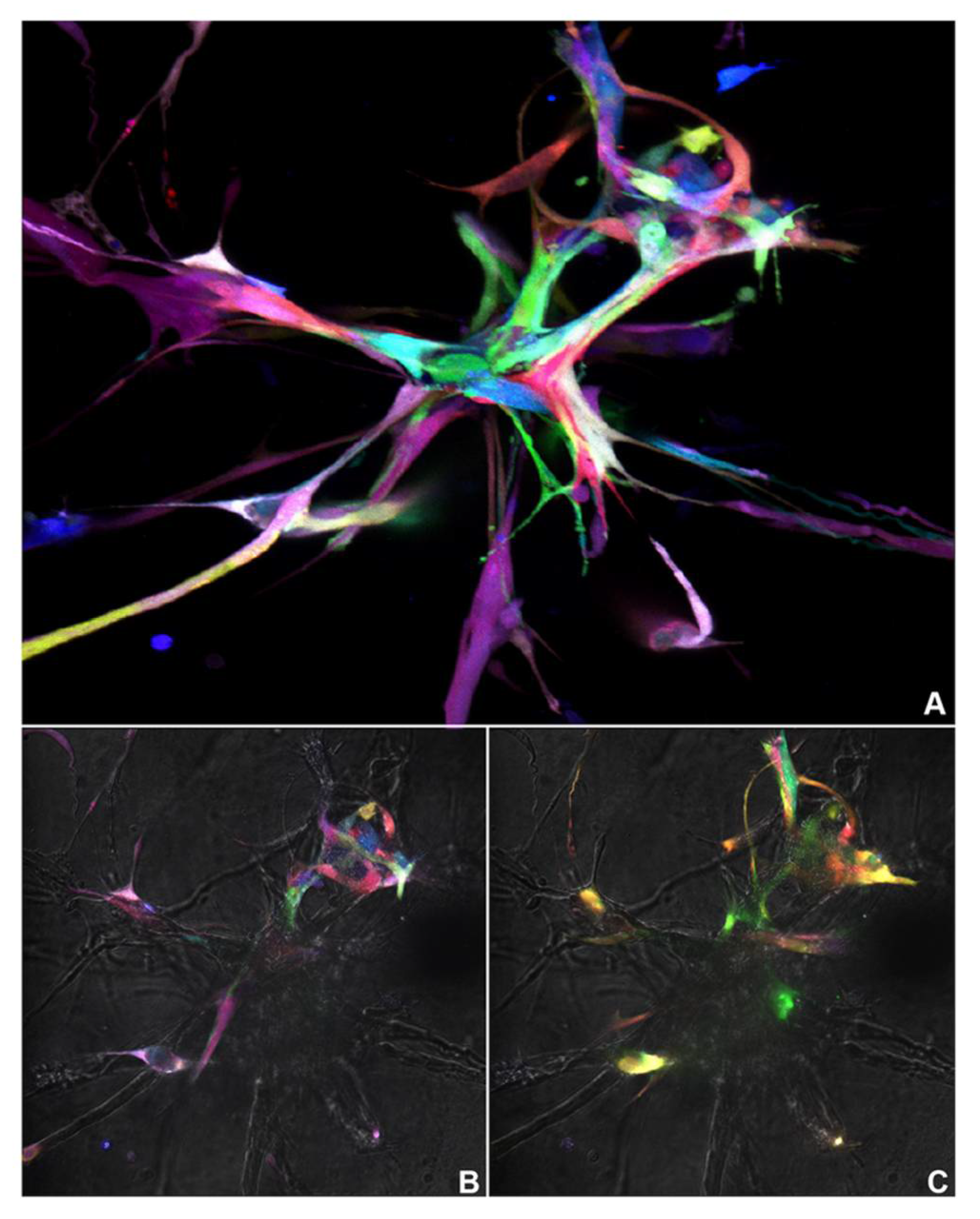 Cells 10 02804 g002 550