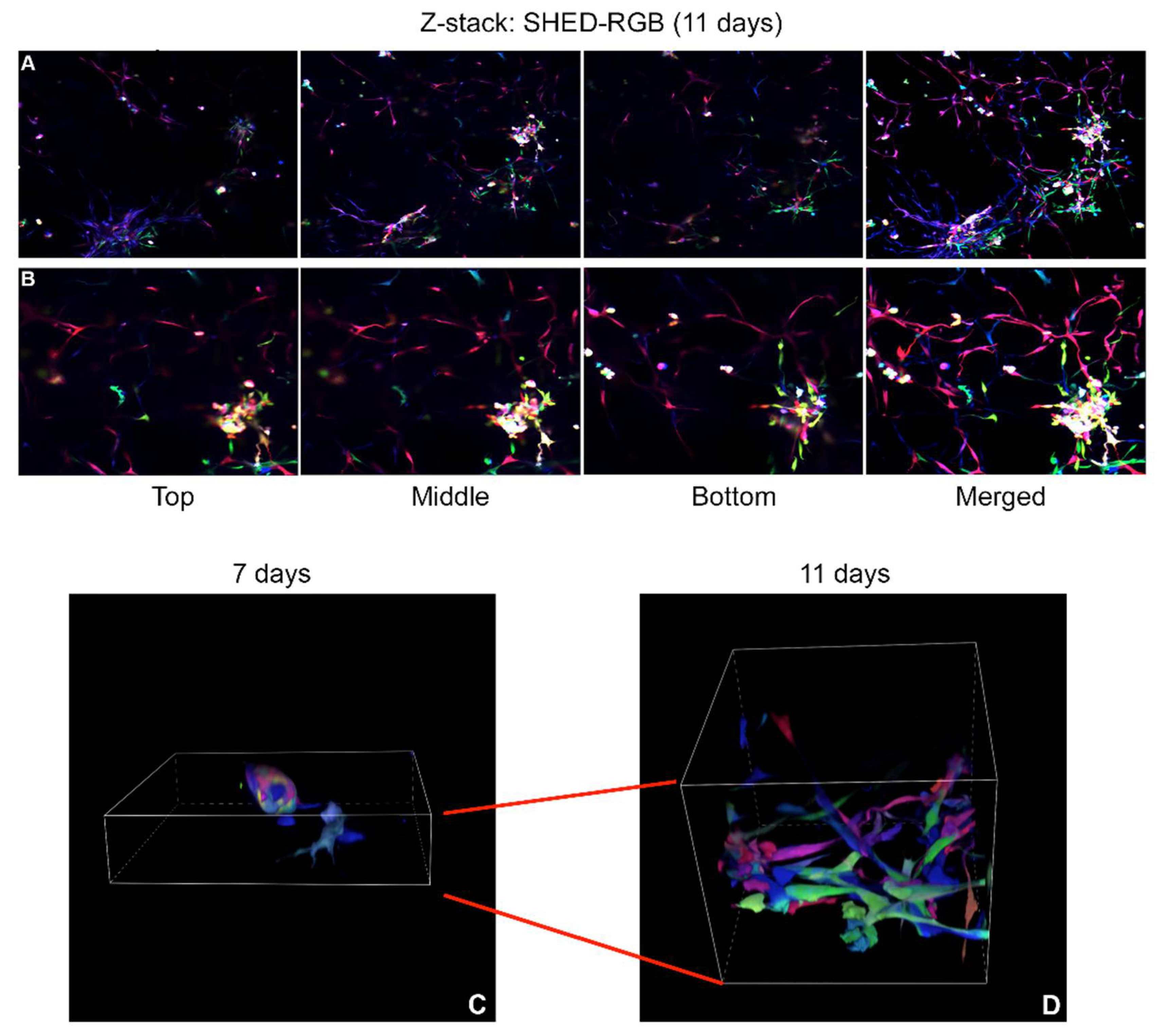 Cells 10 02804 g005 550