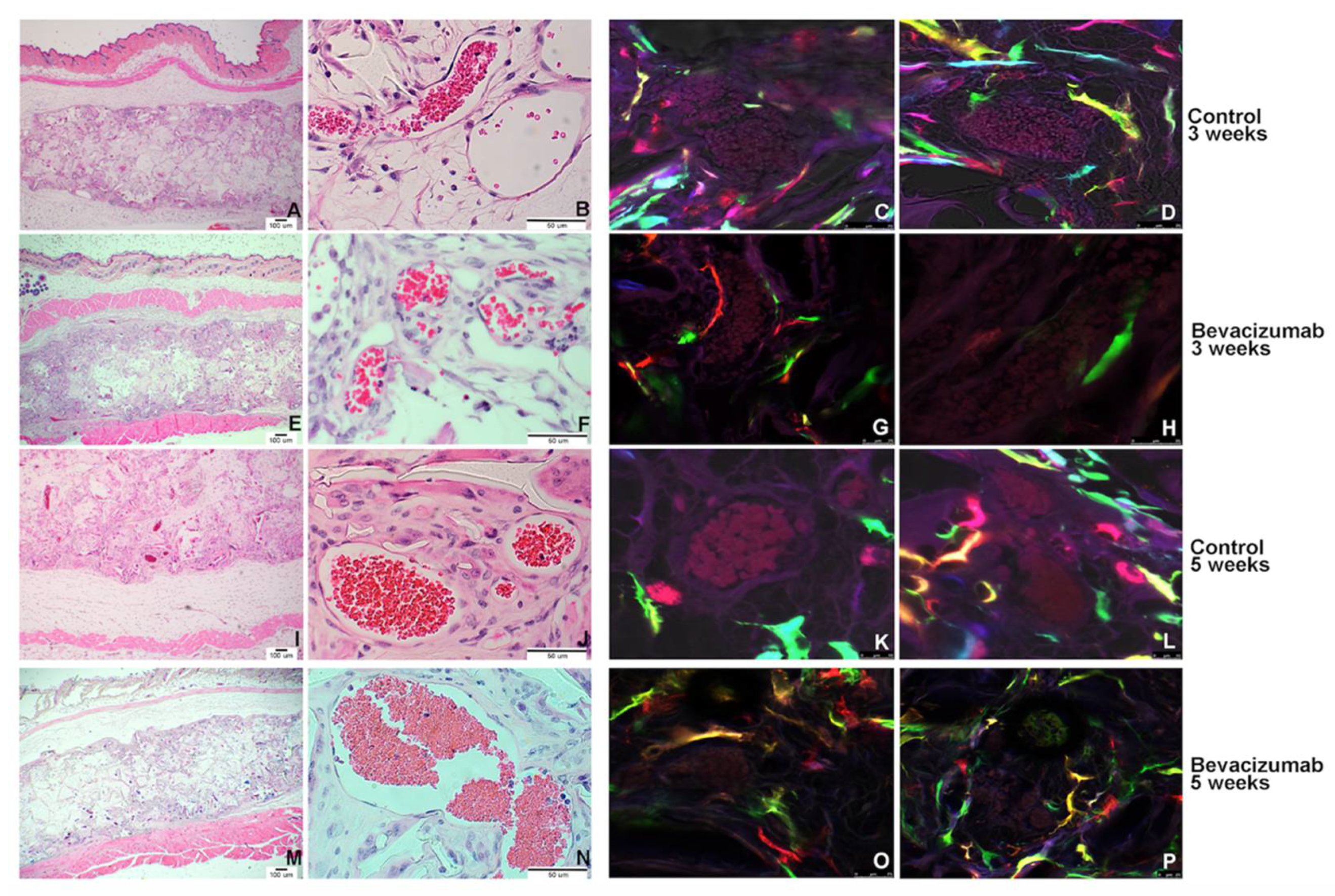 Cells 10 02804 g006 550