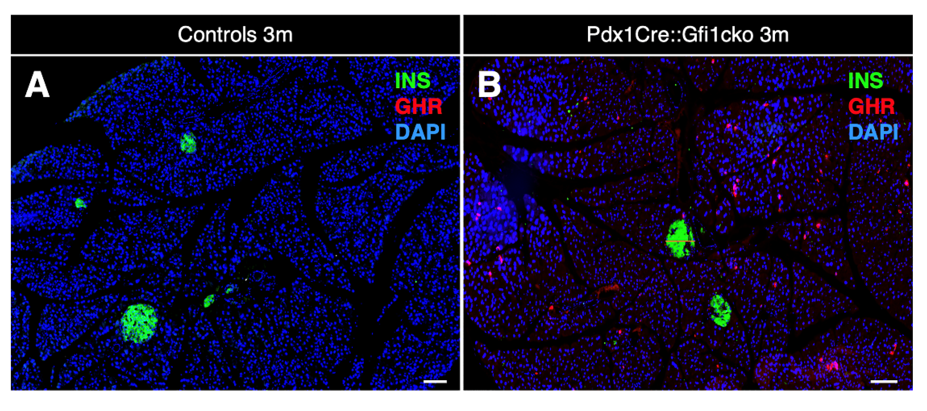 Cells 10 02805 g004a