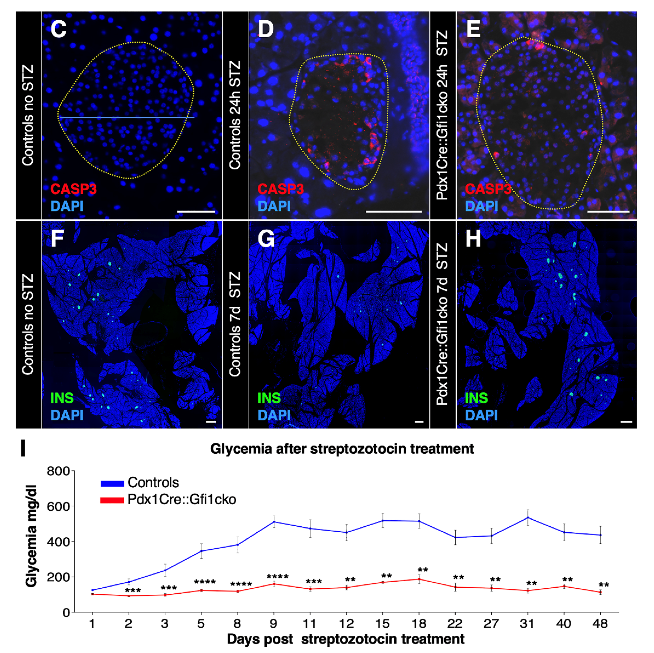 Cells 10 02805 g007b