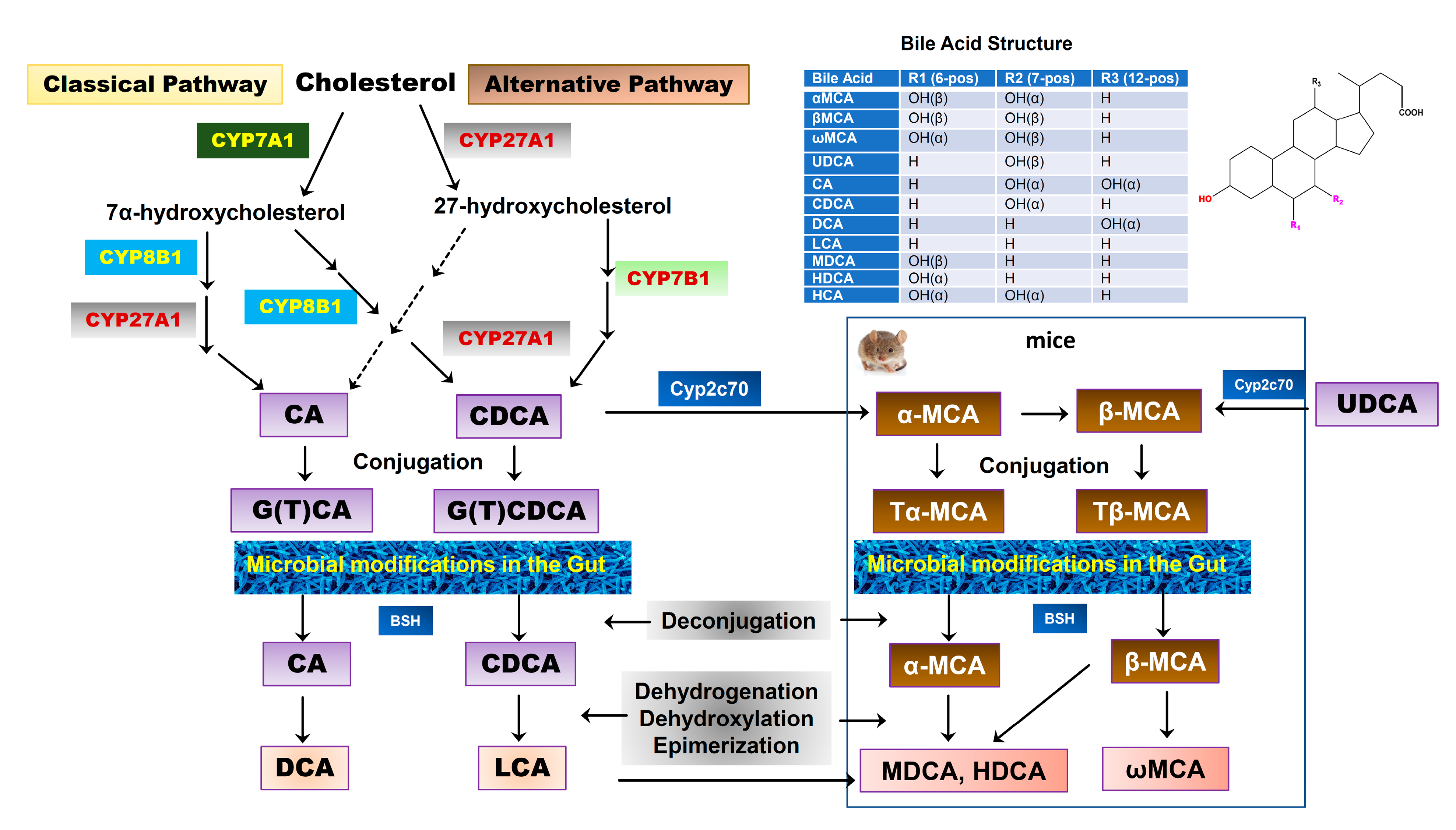 Cells 10 02806 g002 550