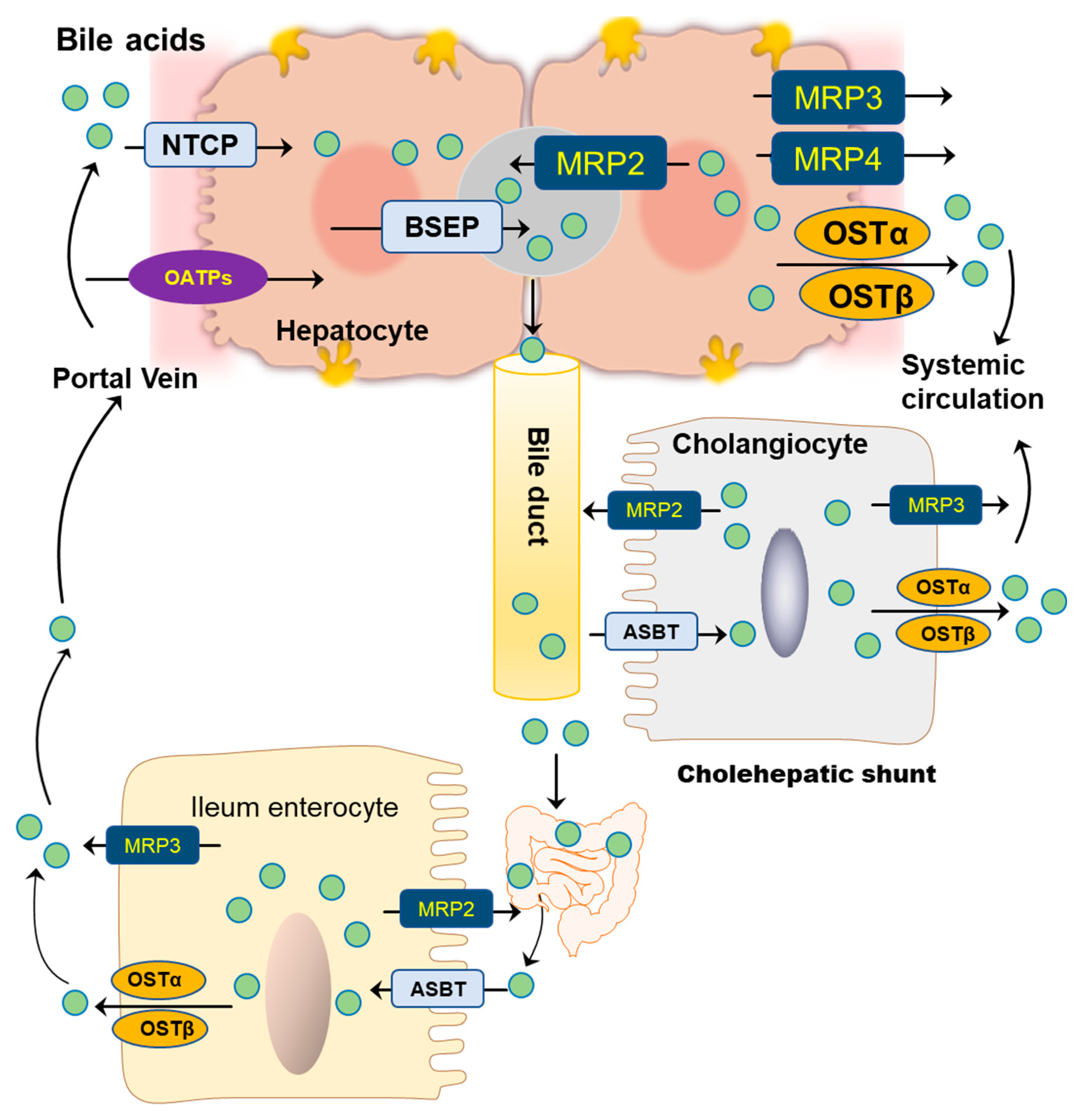 Cells 10 02806 g004 550