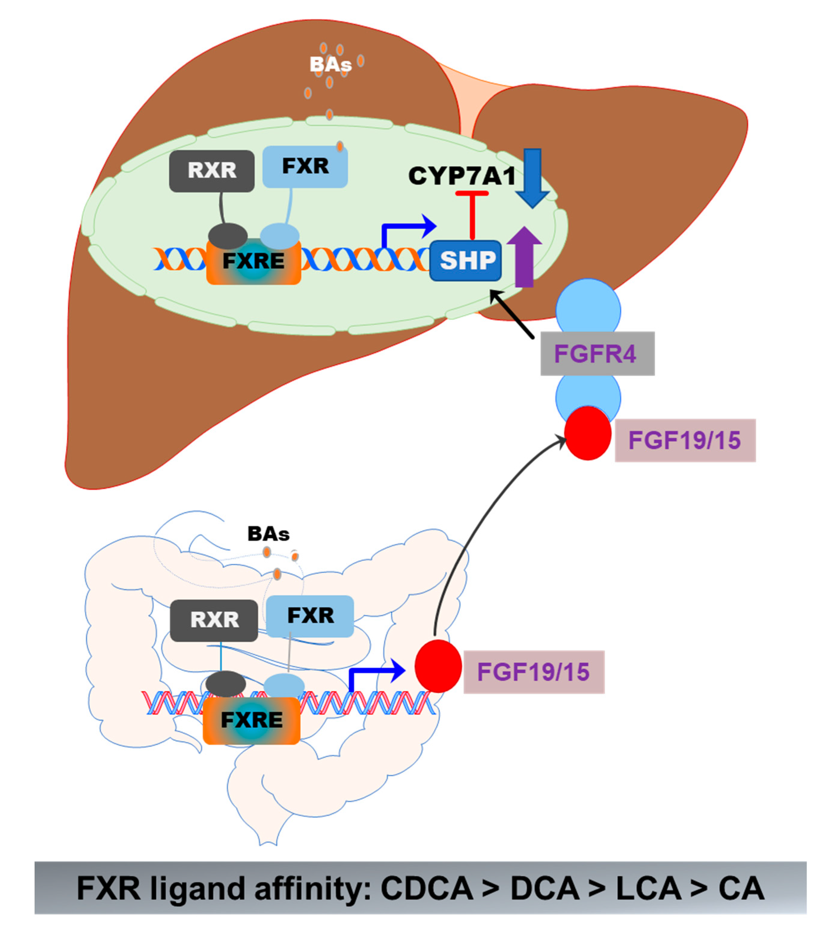 Cells 10 02806 g005 550