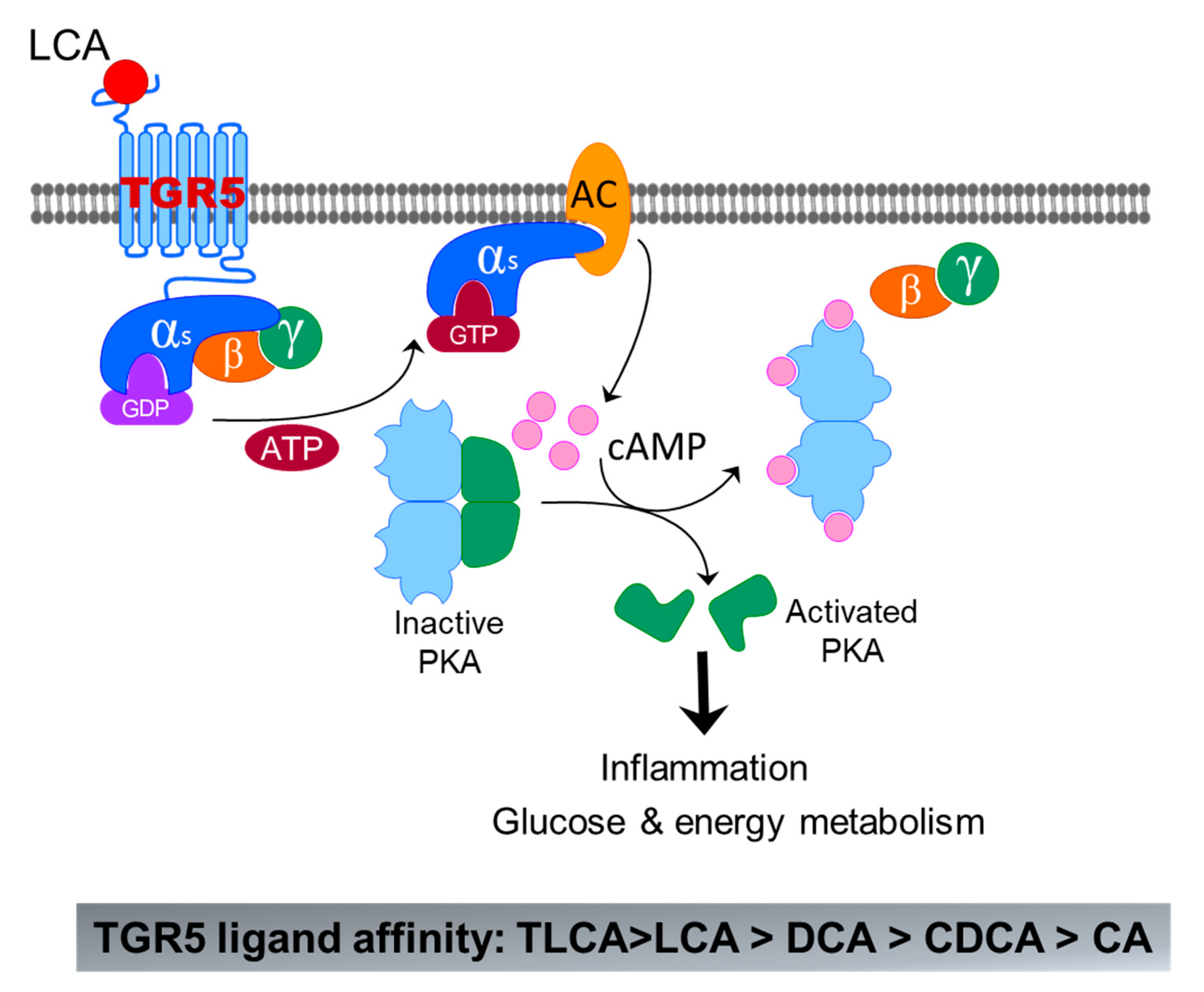 Cells 10 02806 g006 550