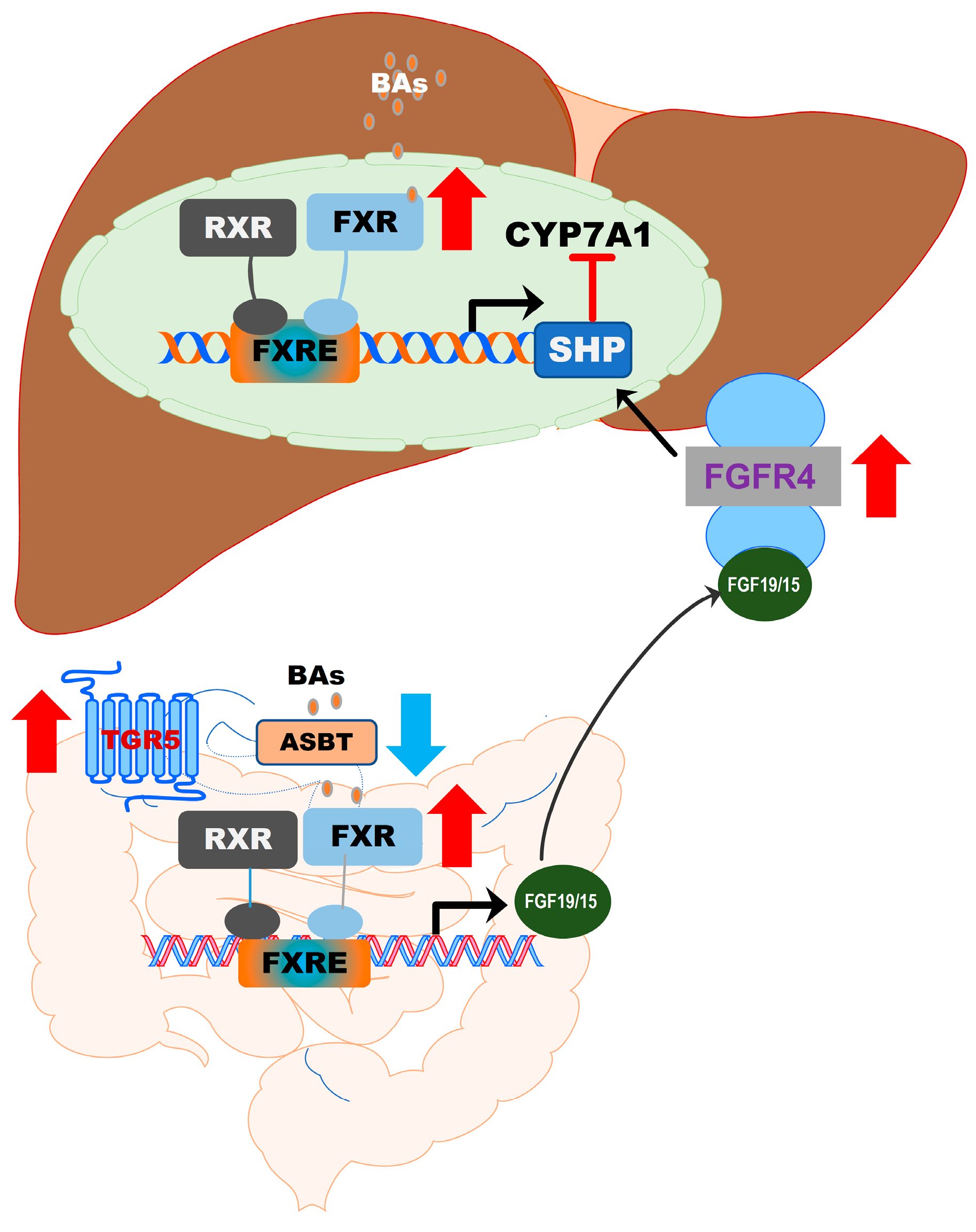 Cells 10 02806 g009 550