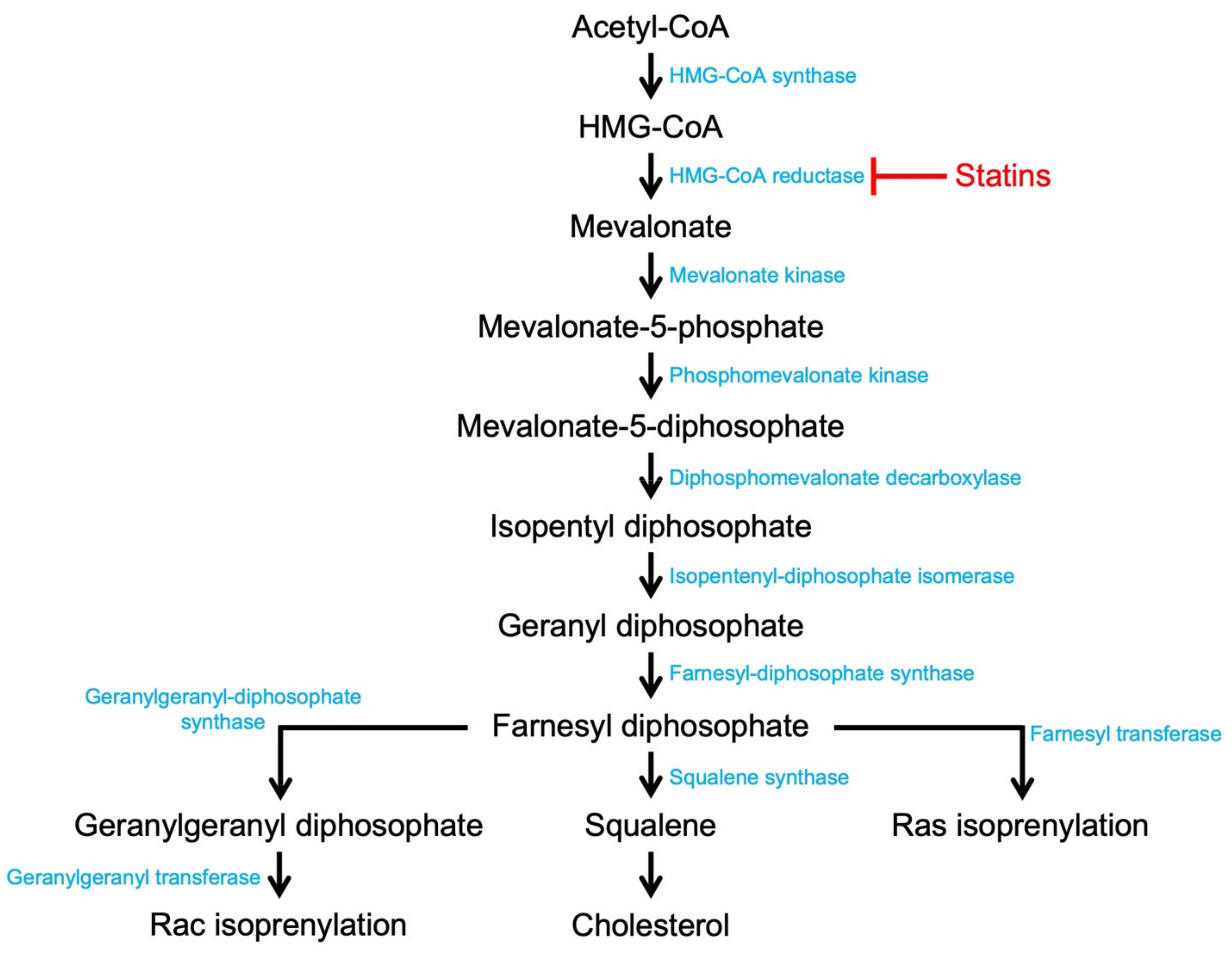 Cells 10 02808 g004 Cells 10 02808 g004