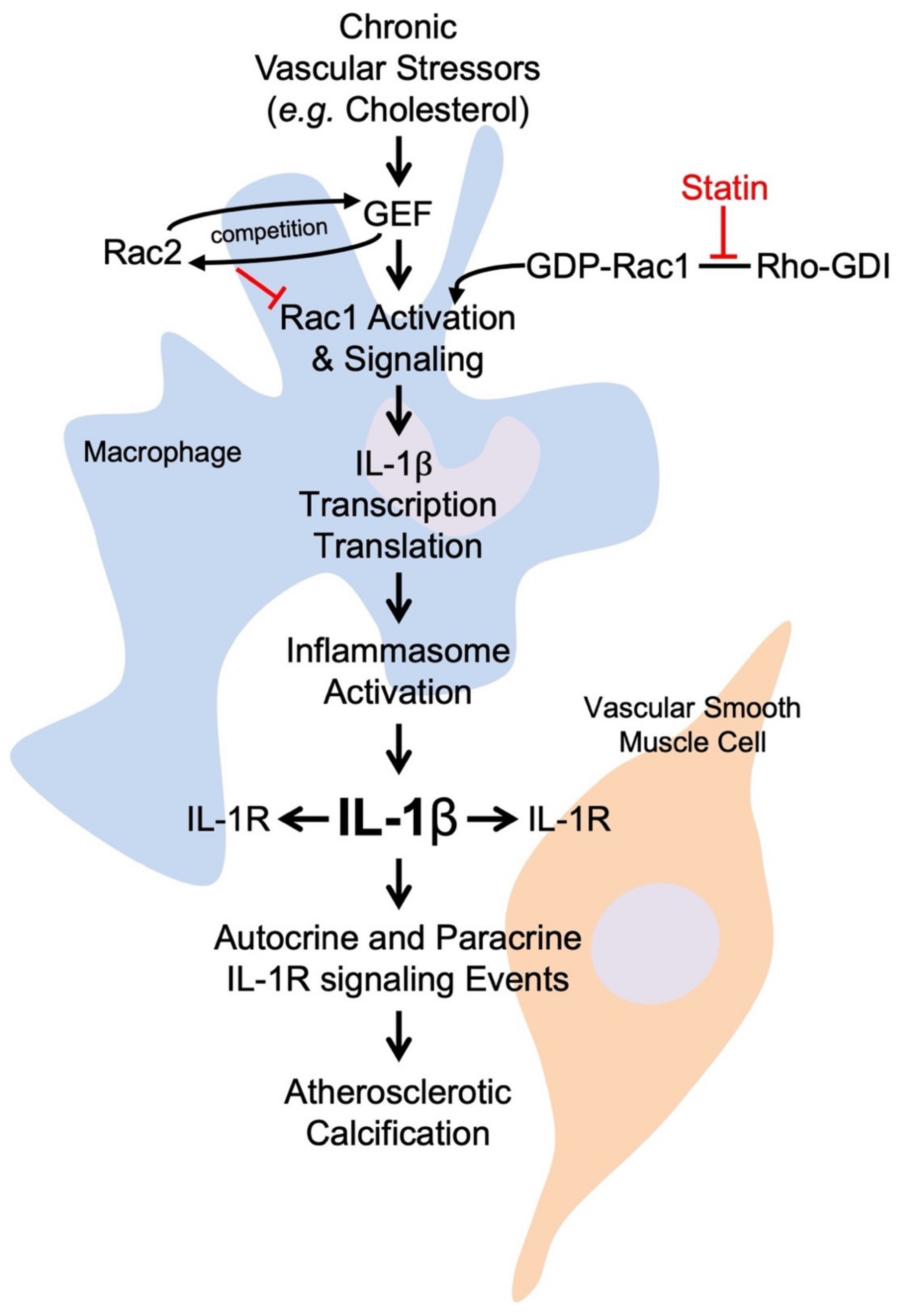 Cells 10 02808 g005 Cells 10 02808 g005