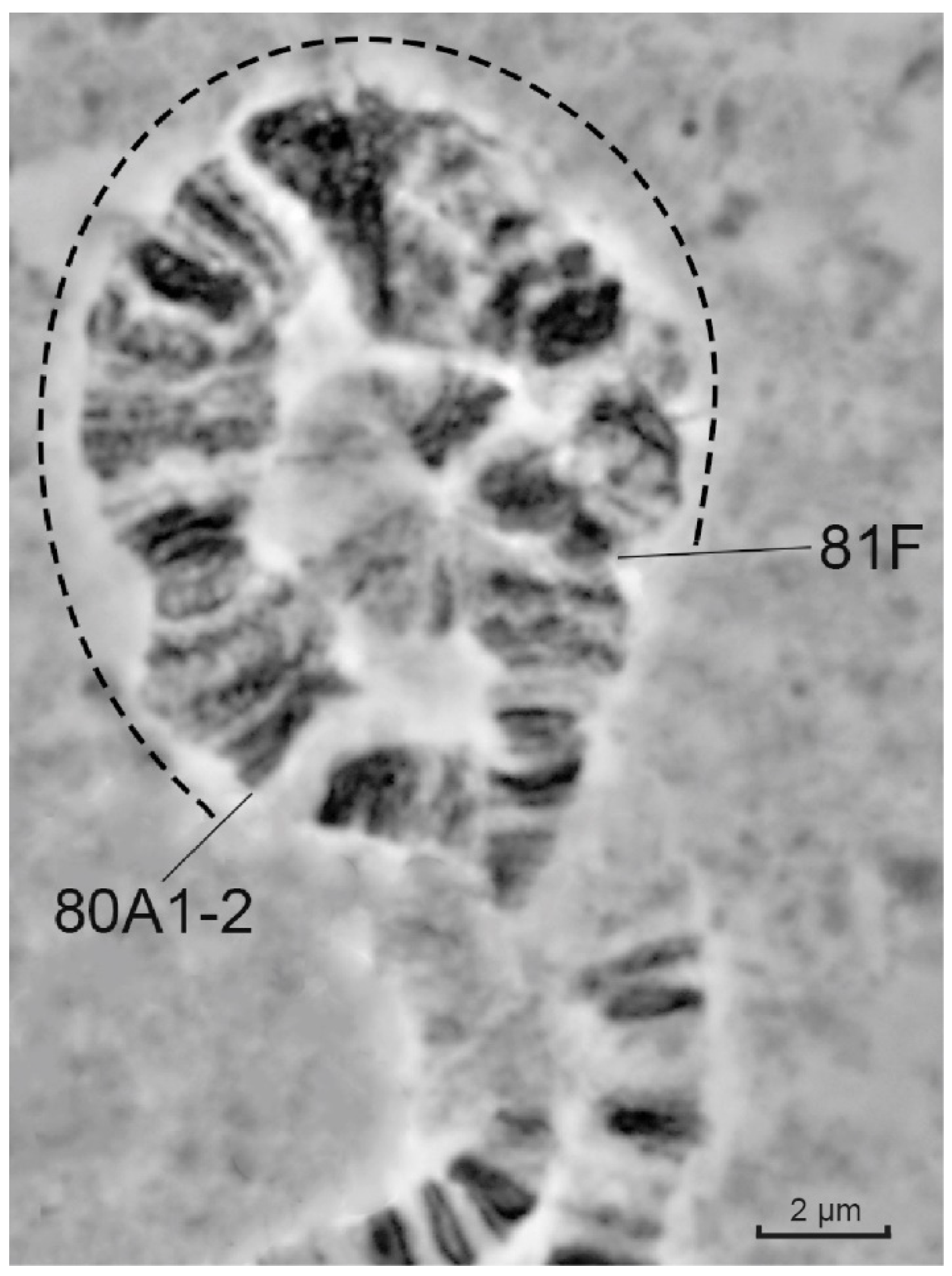 Cells 10 02809 g002 Cells 10 02809 g002