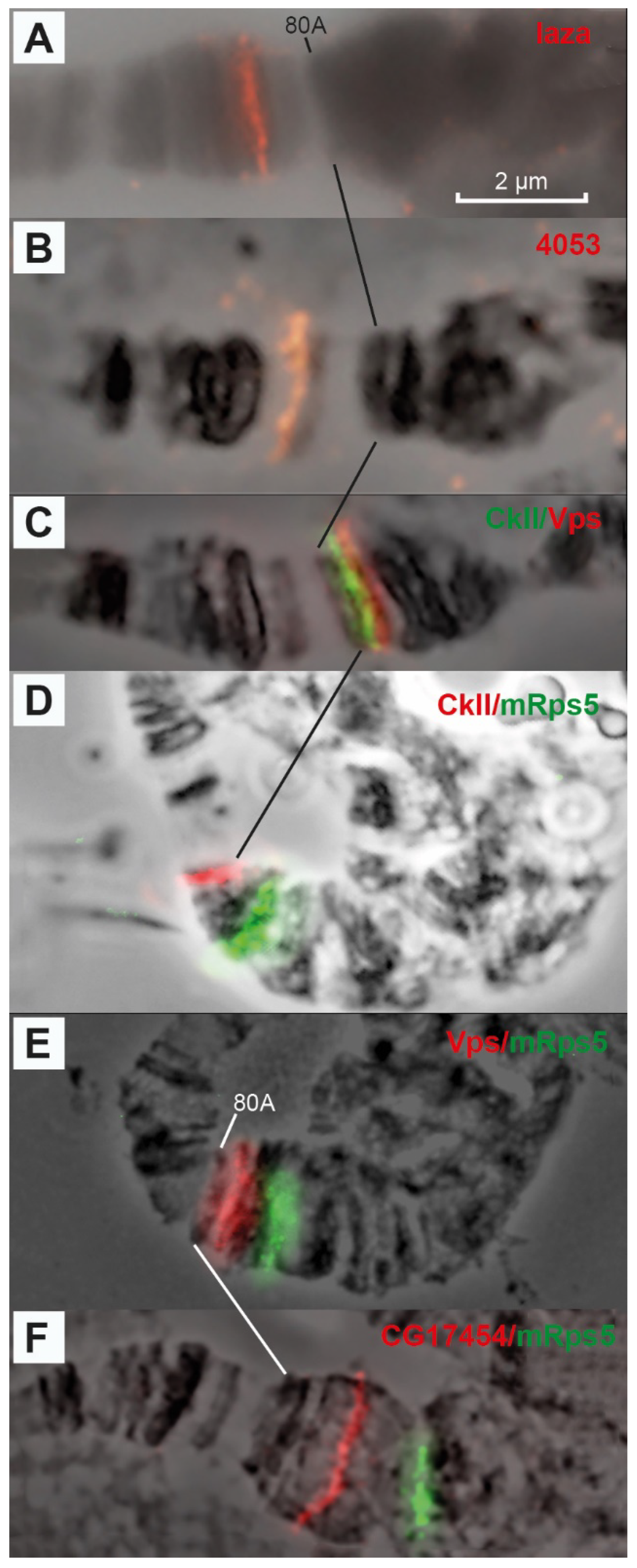 Cells 10 02809 g007 Cells 10 02809 g007