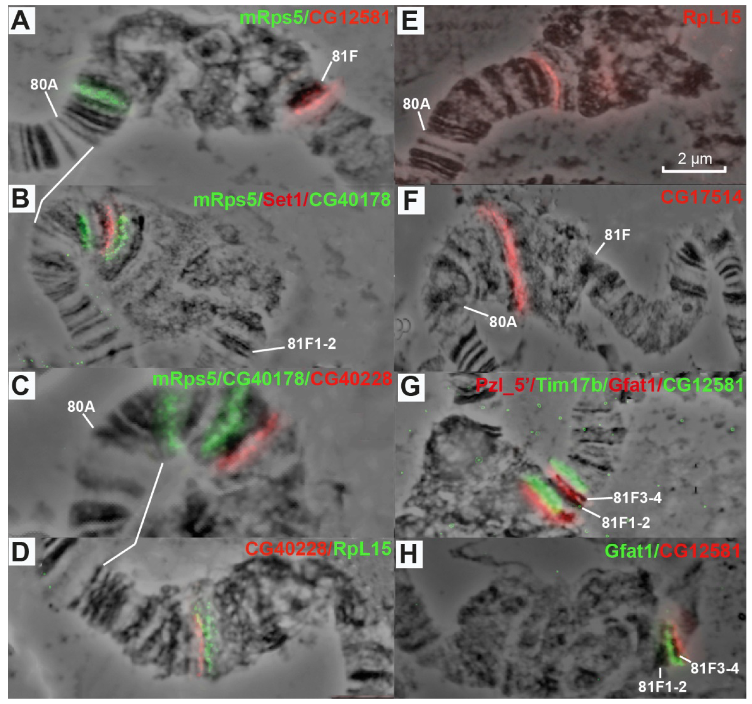 Cells 10 02809 g008 Cells 10 02809 g008