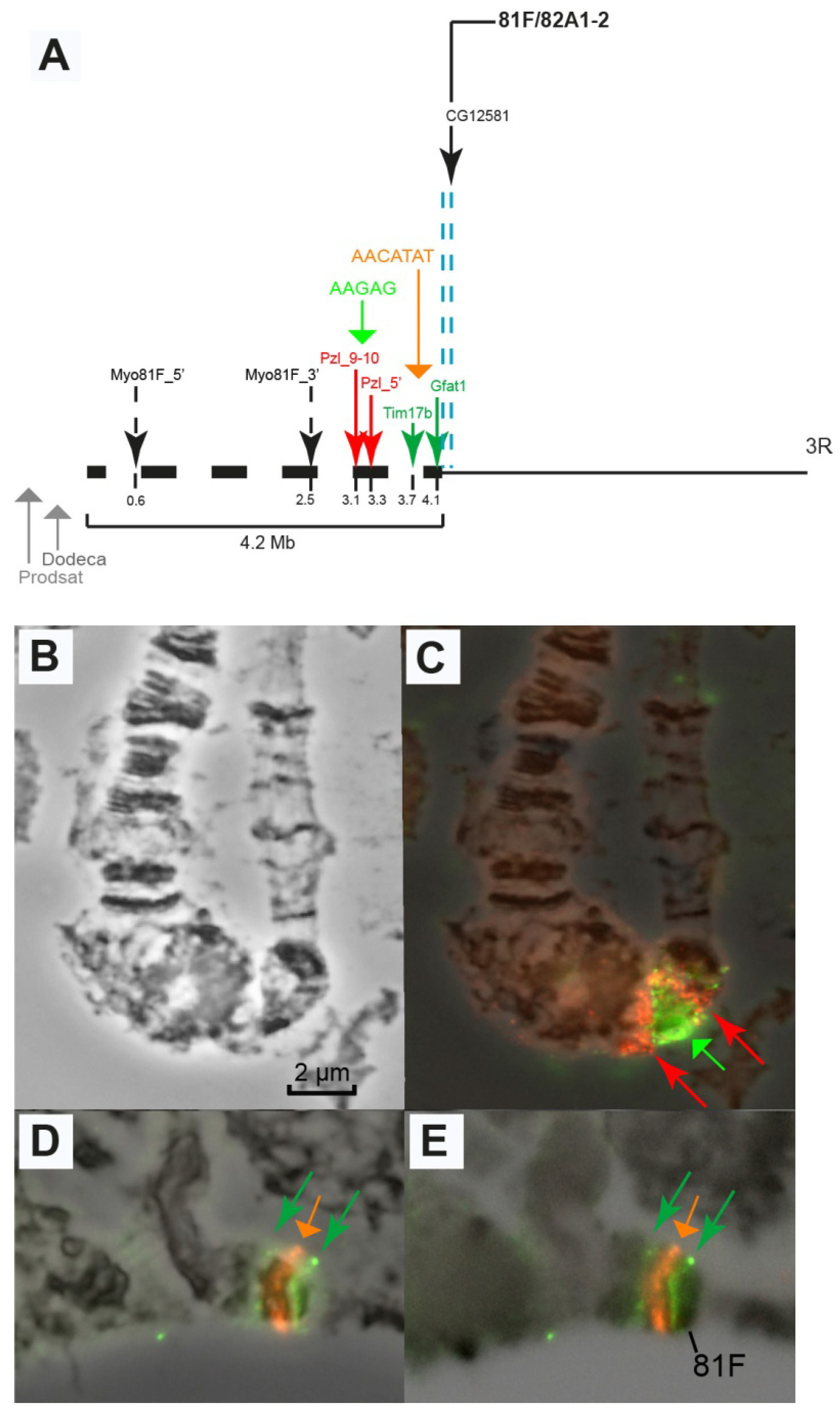 Cells 10 02809 g010 Cells 10 02809 g010