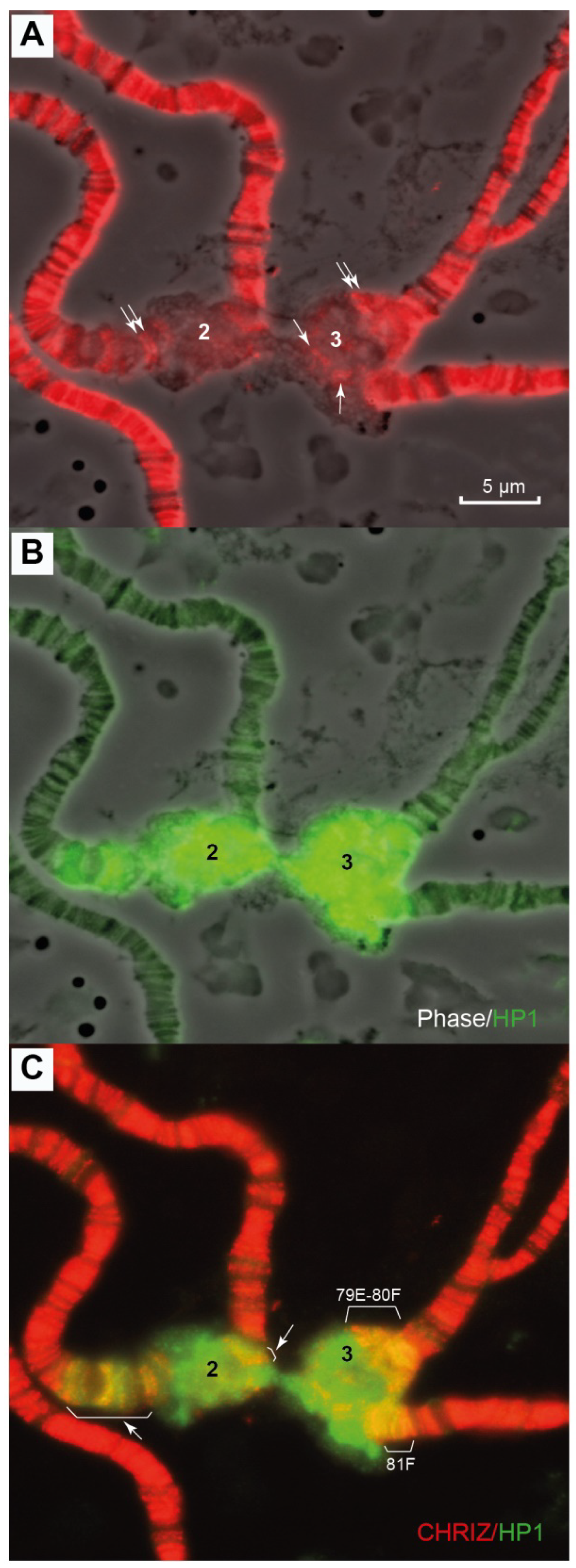 Cells 10 02809 g012 Cells 10 02809 g012