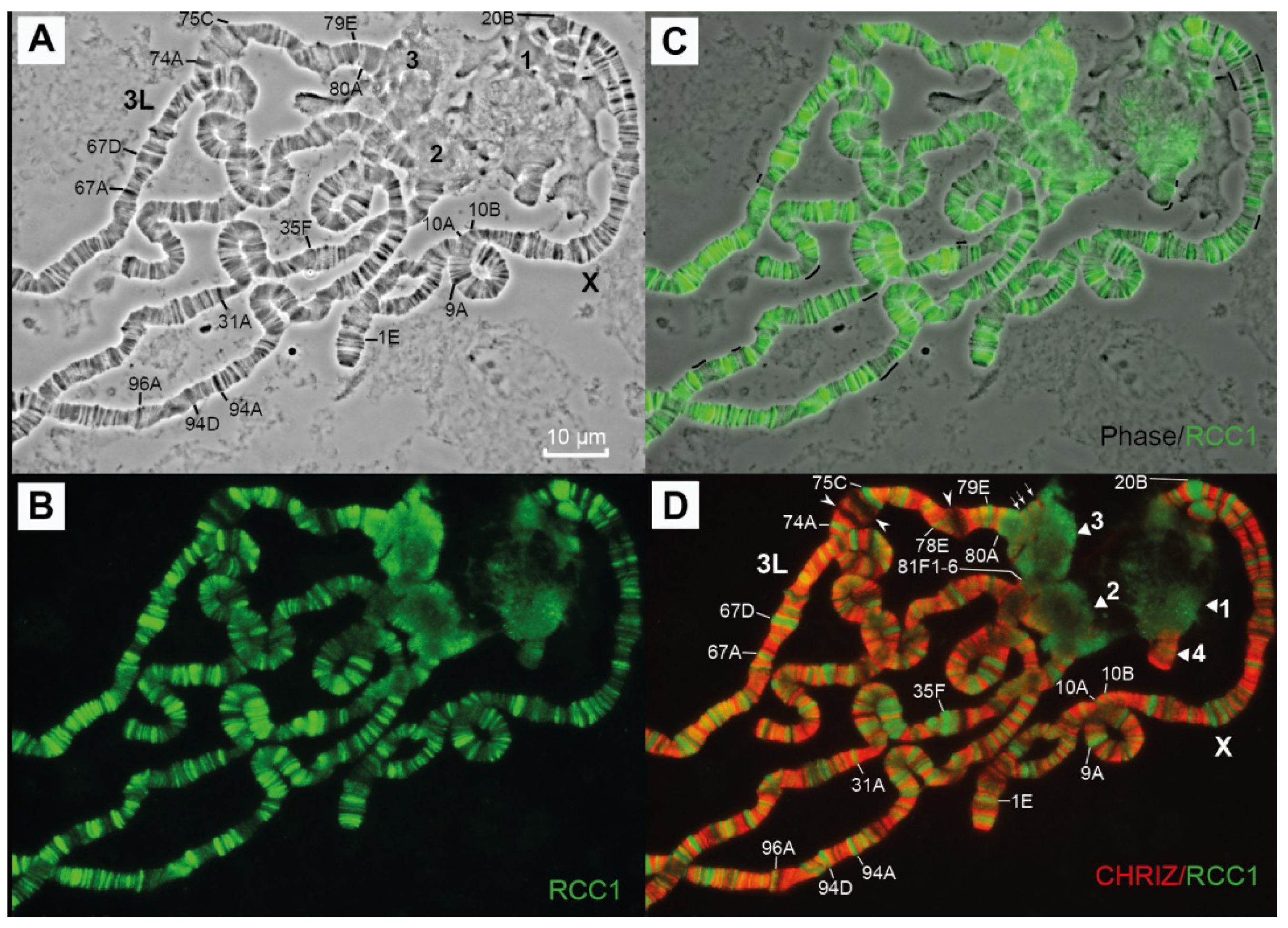 Cells 10 02809 g014 Cells 10 02809 g014