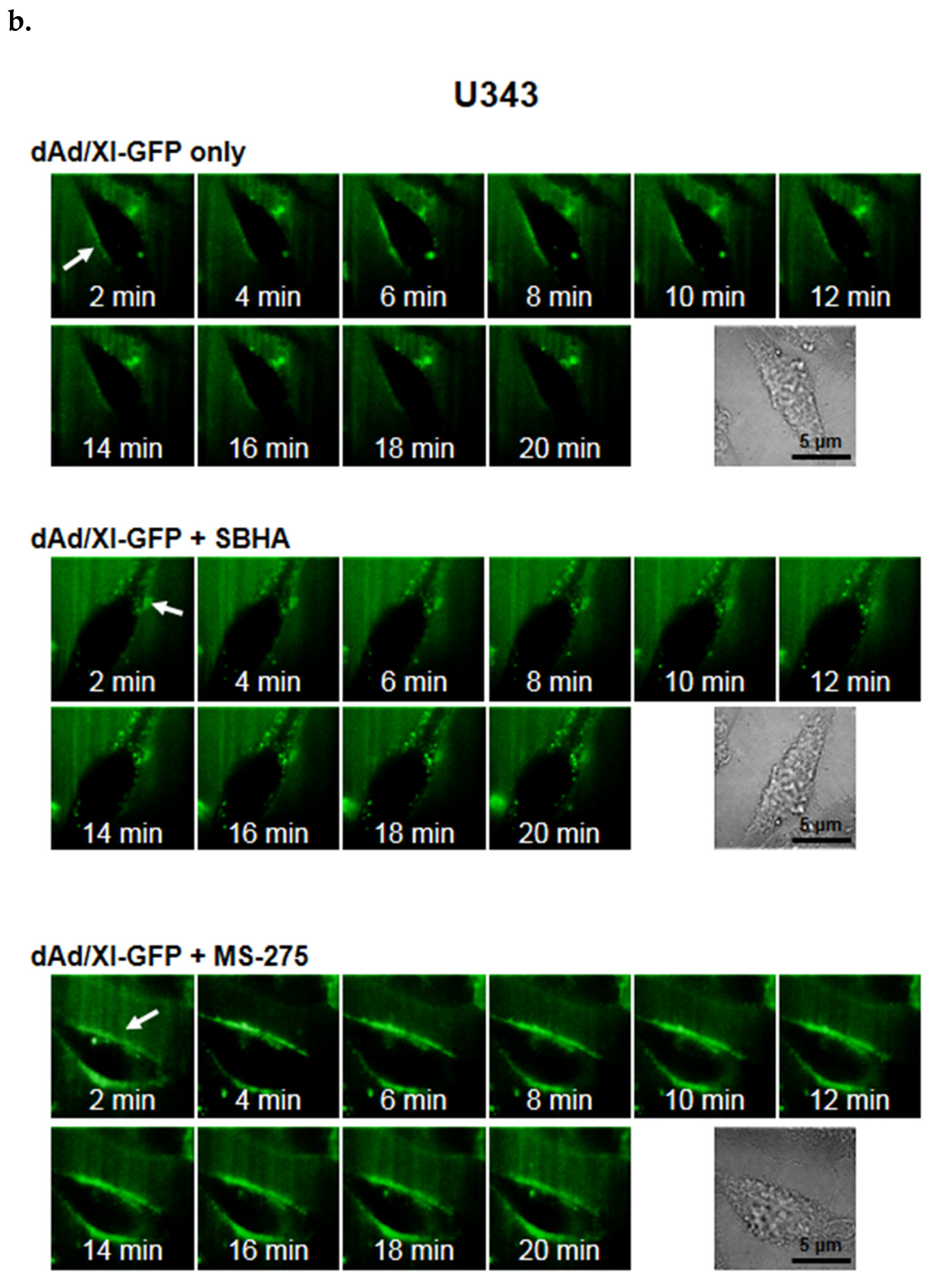 Cells 10 02811 g002b
