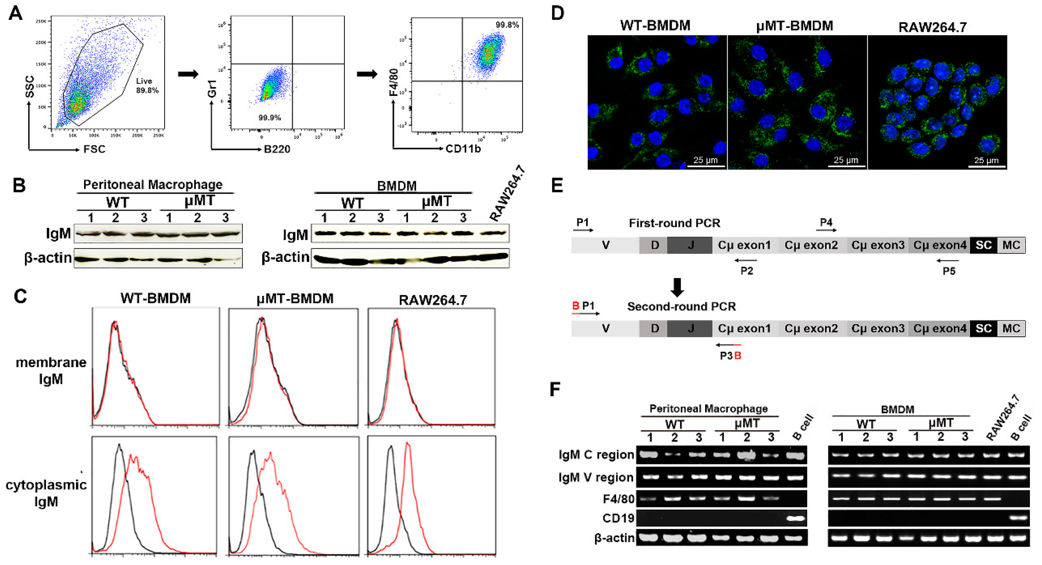 Cells 10 02812 g001 550
