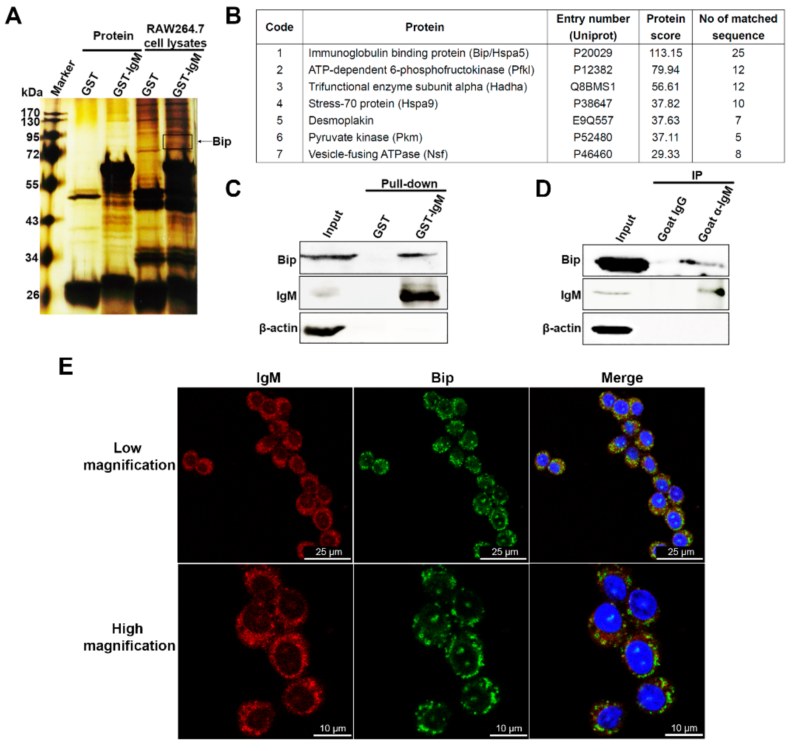Cells 10 02812 g005 550