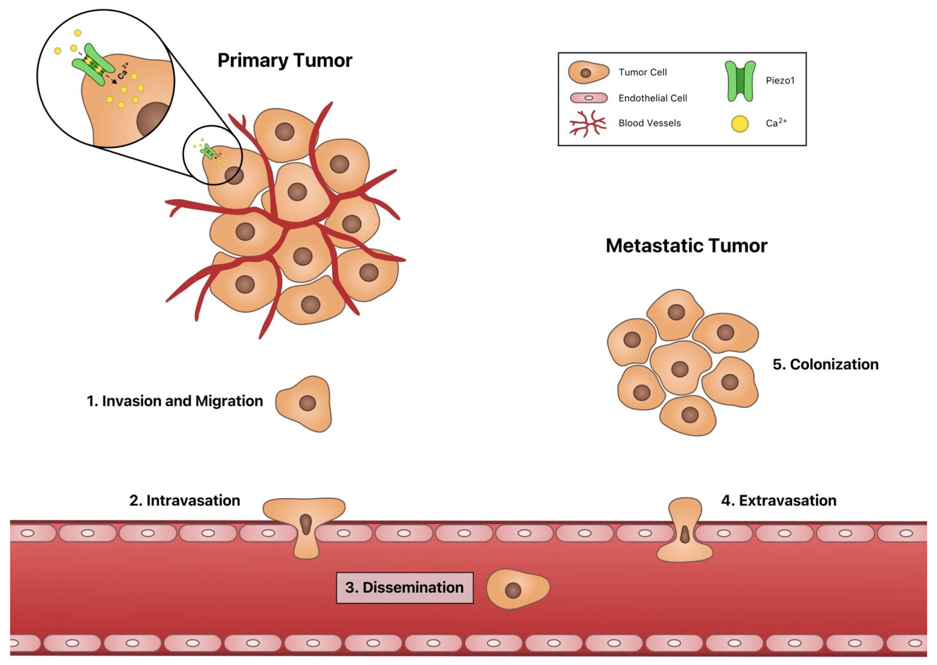 Cells Free FullText Channeling the Force Piezo1