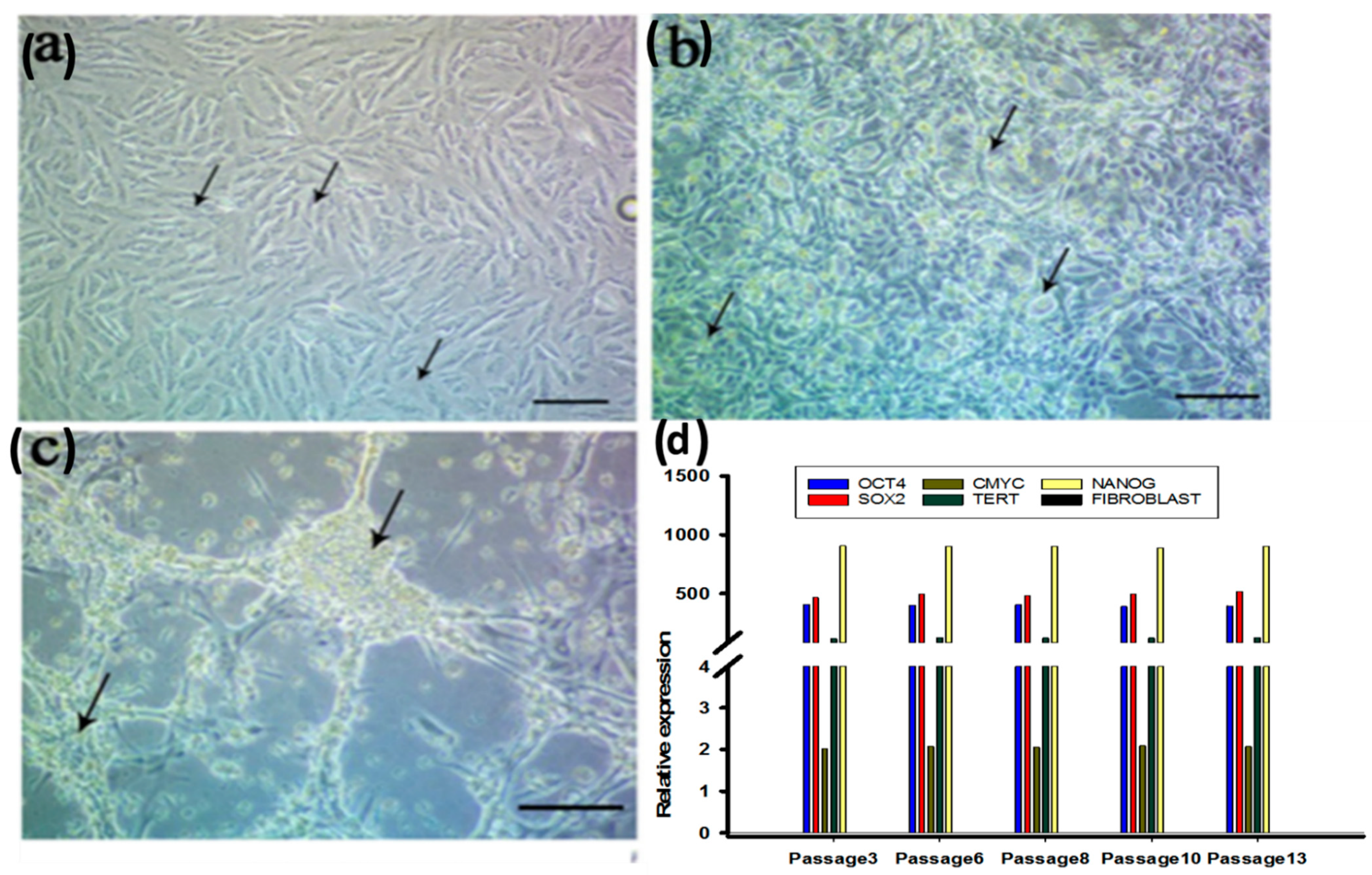 Cells 10 02819 g002a