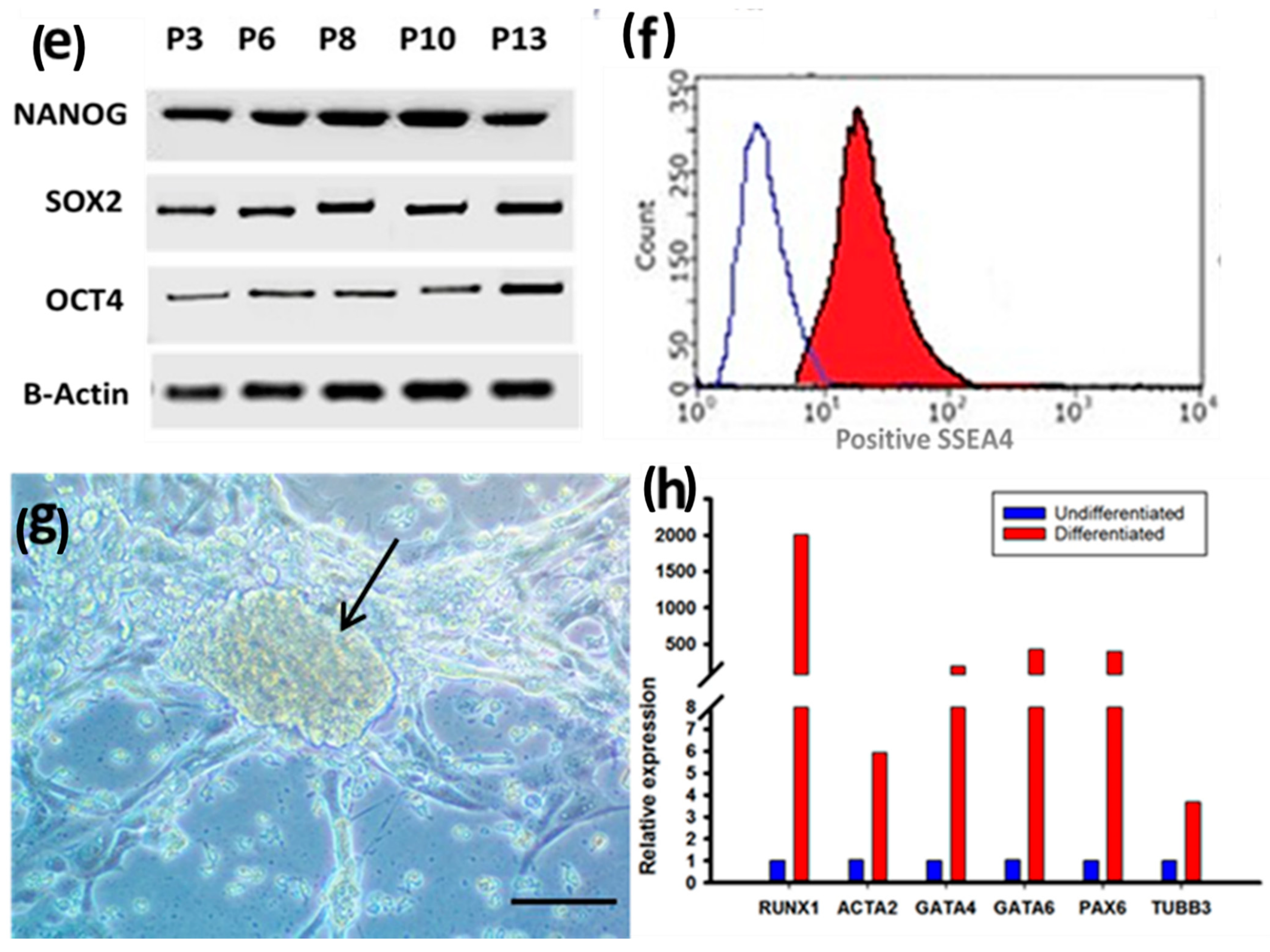 Cells 10 02819 g002b