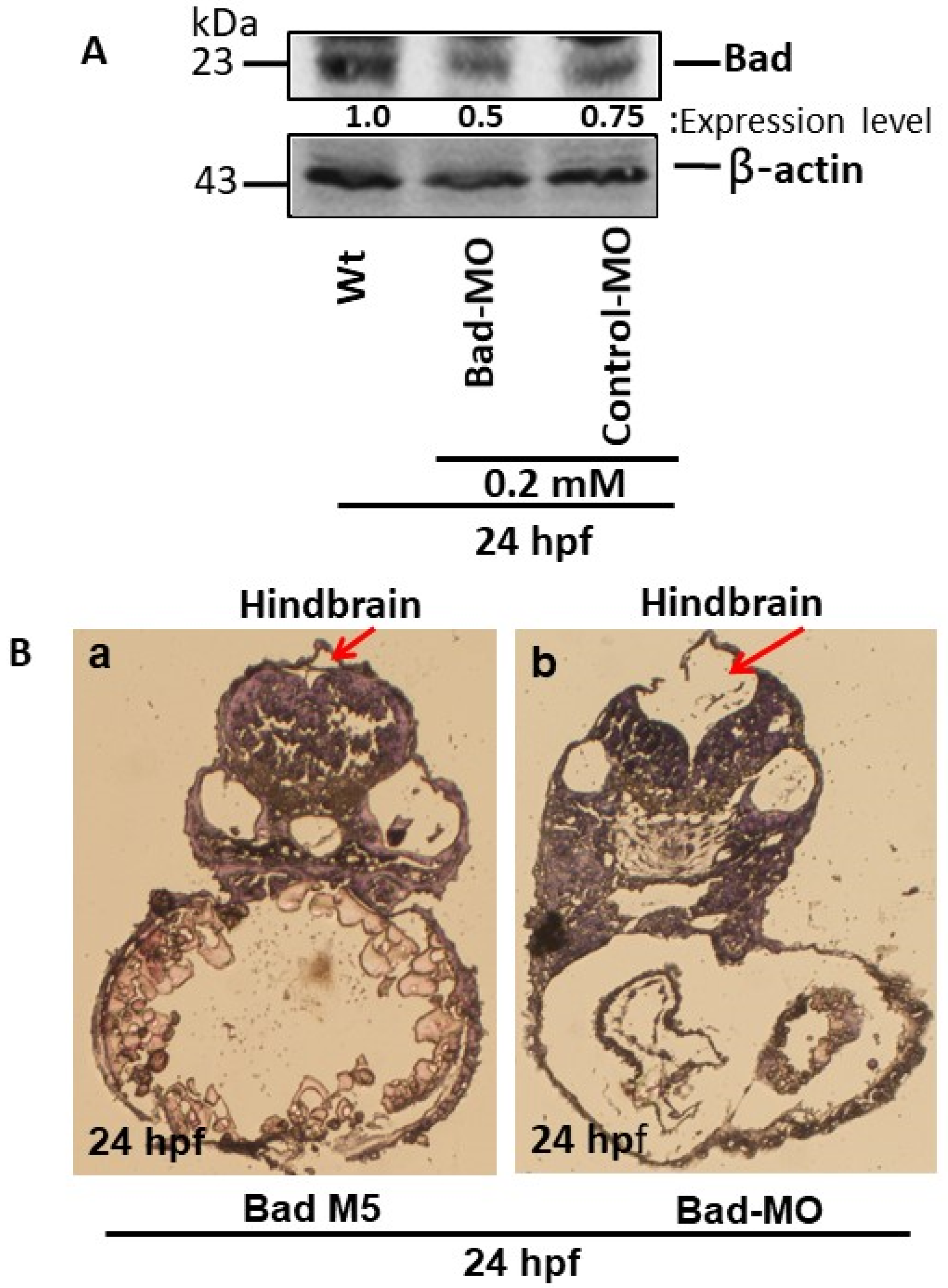 Cells 10 02820 g001 550