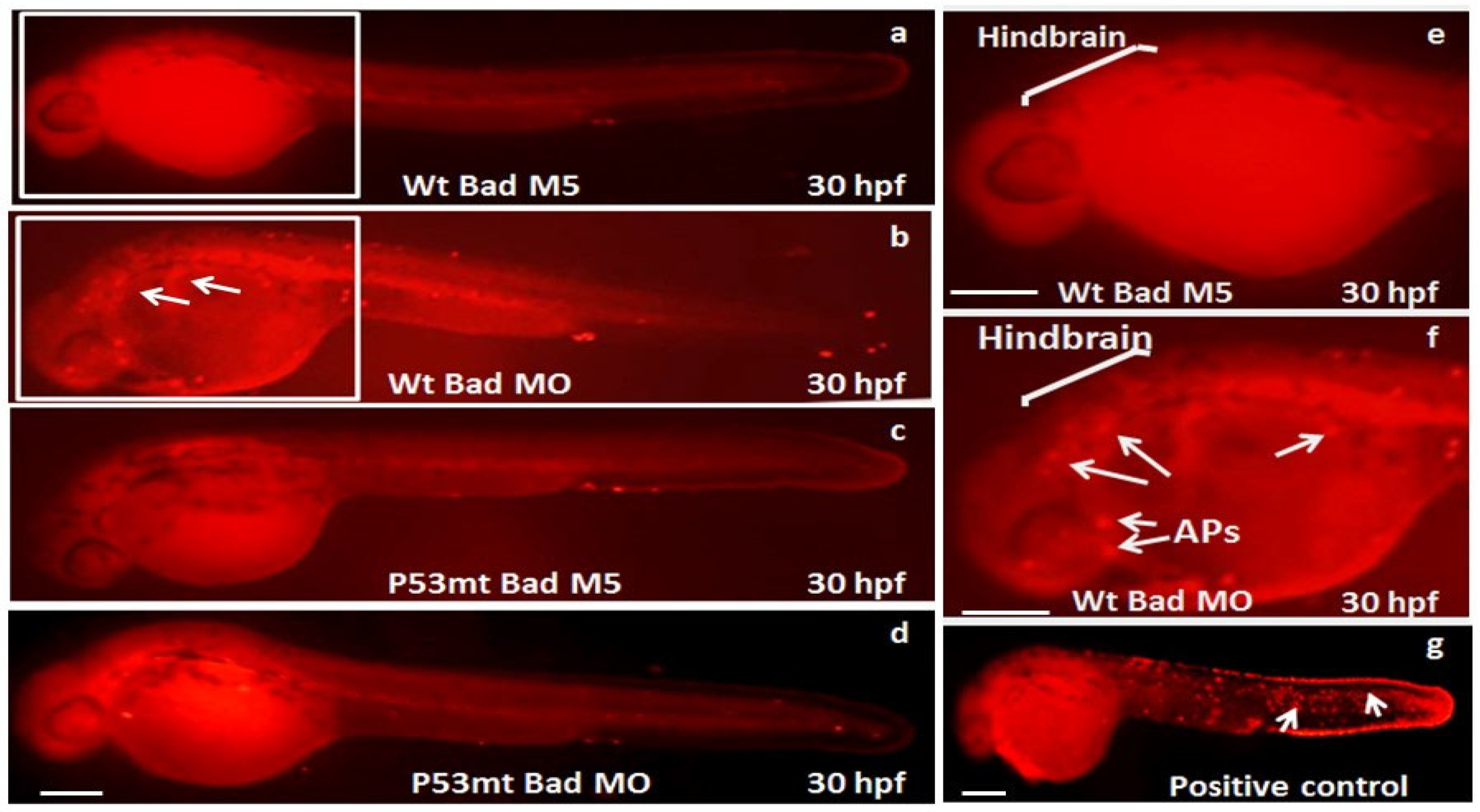 Cells 10 02820 g003 550