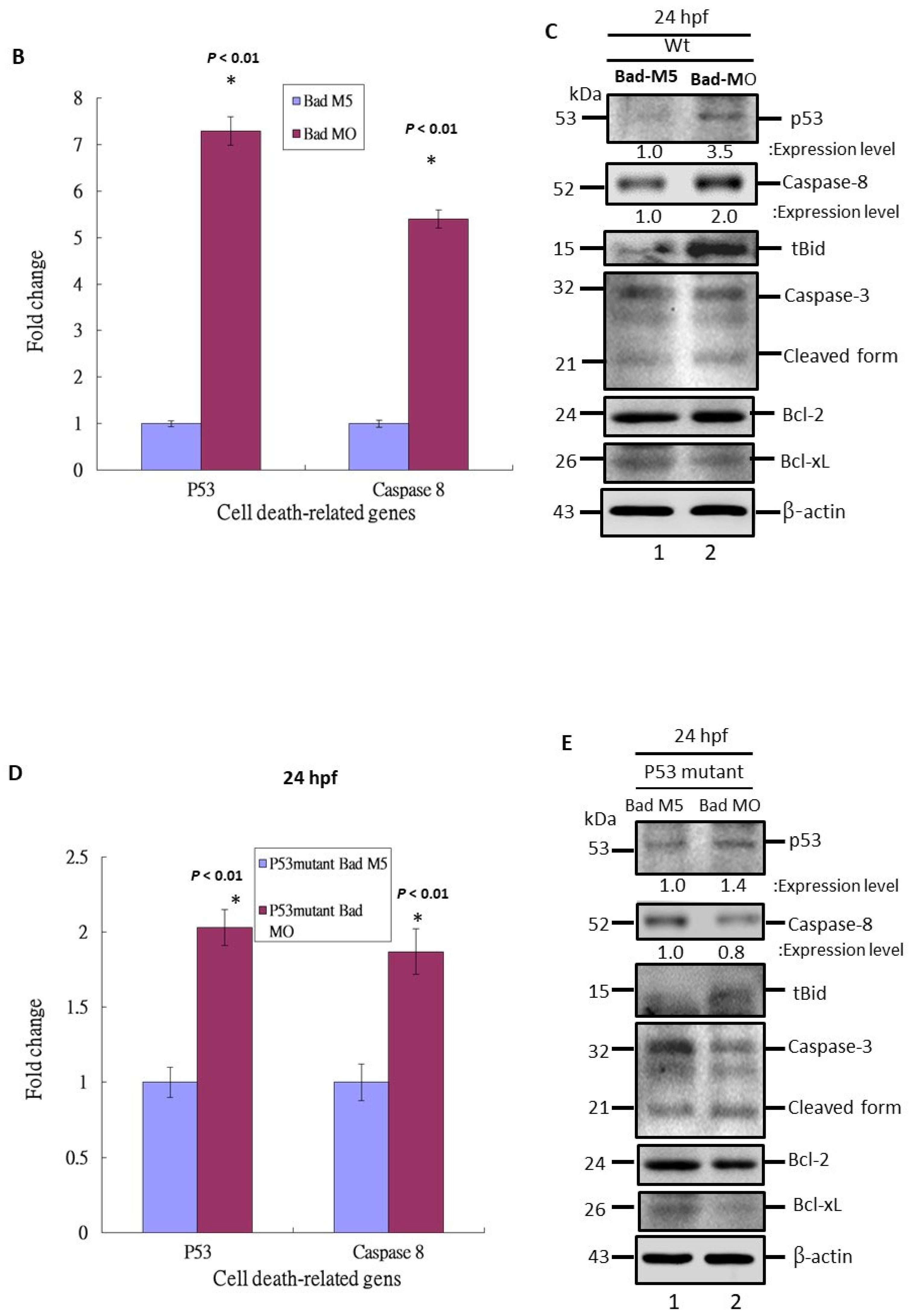 Cells 10 02820 g004b 550