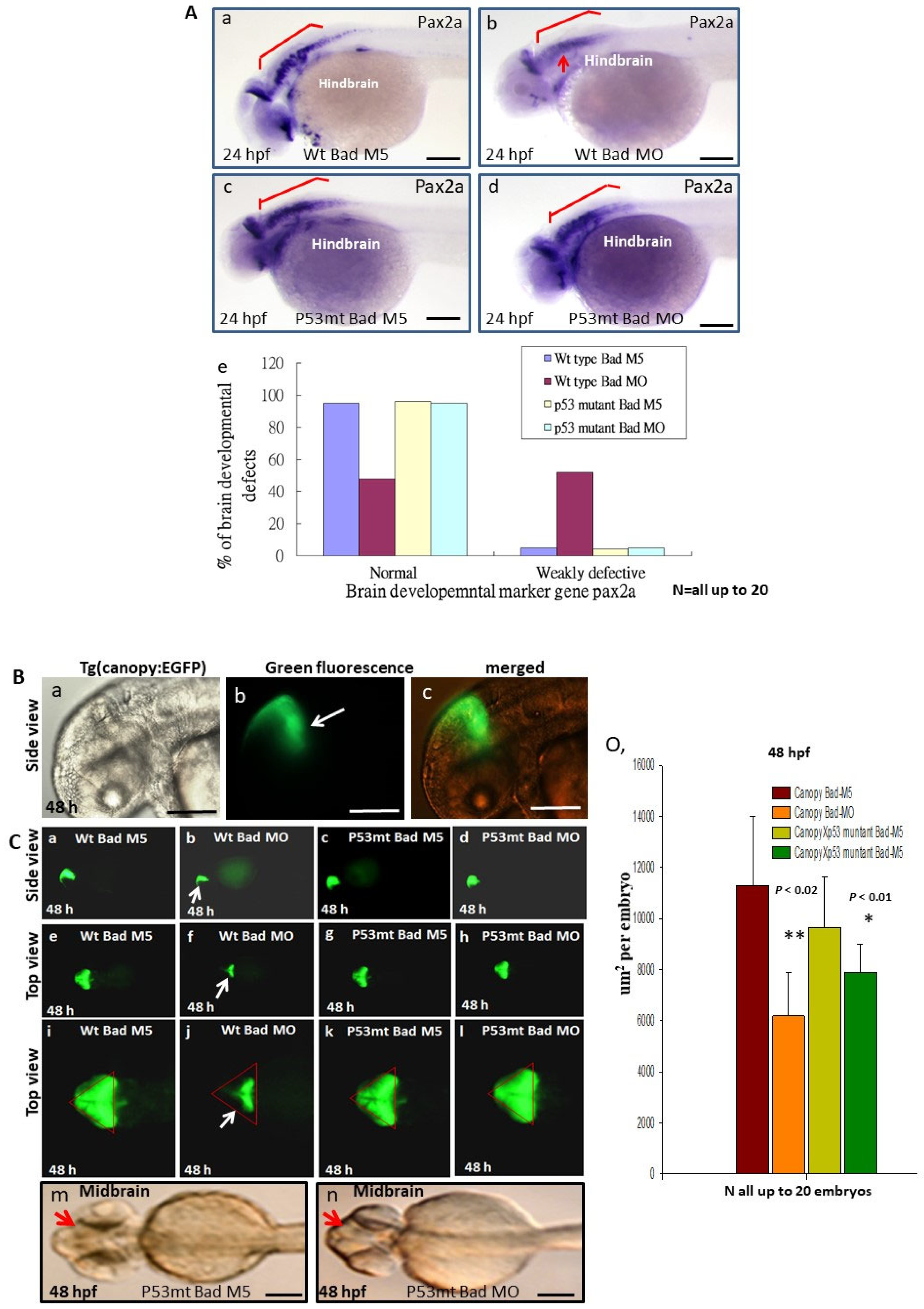 Cells 10 02820 g006a 550