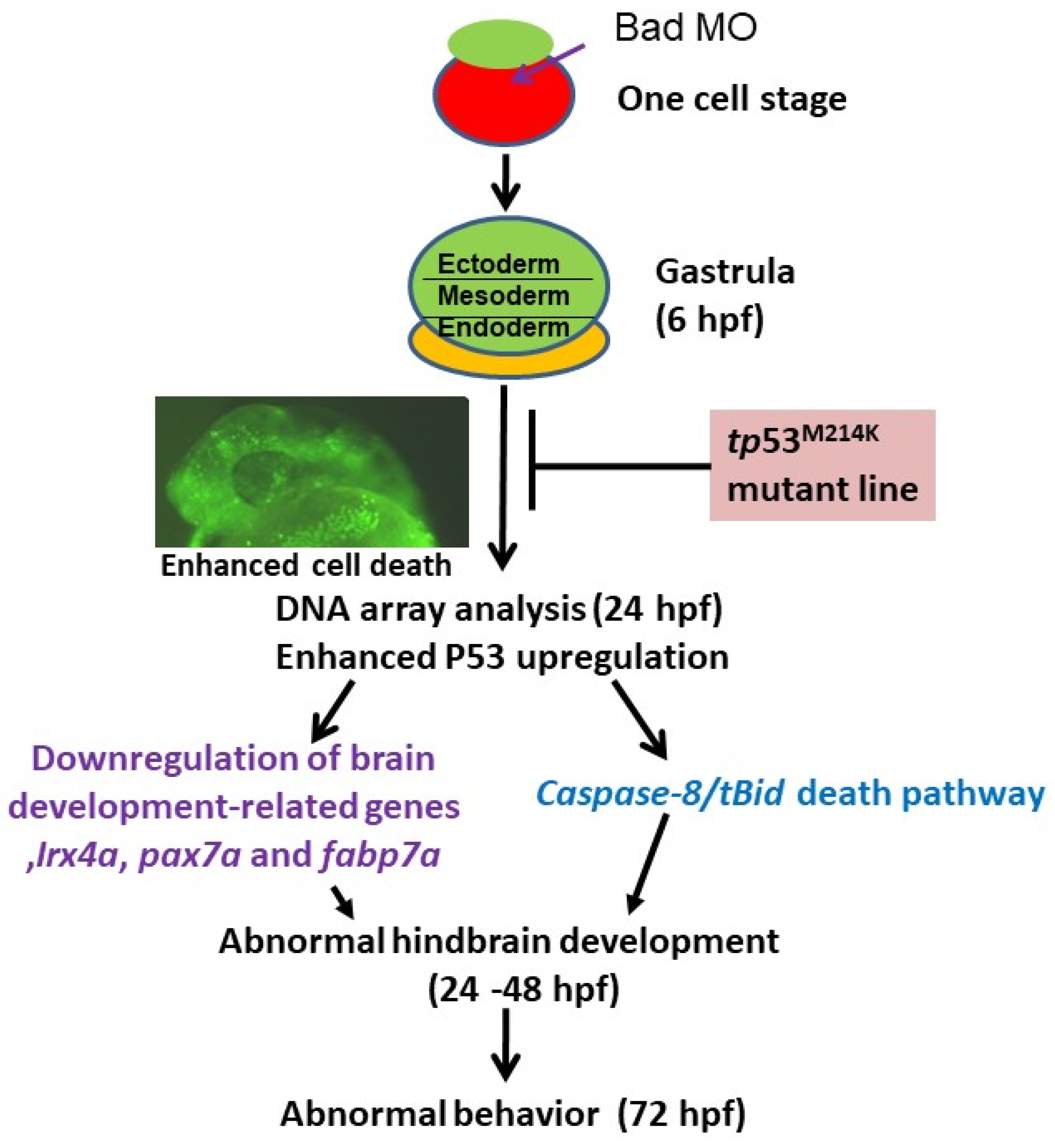 Cells 10 02820 g008 550