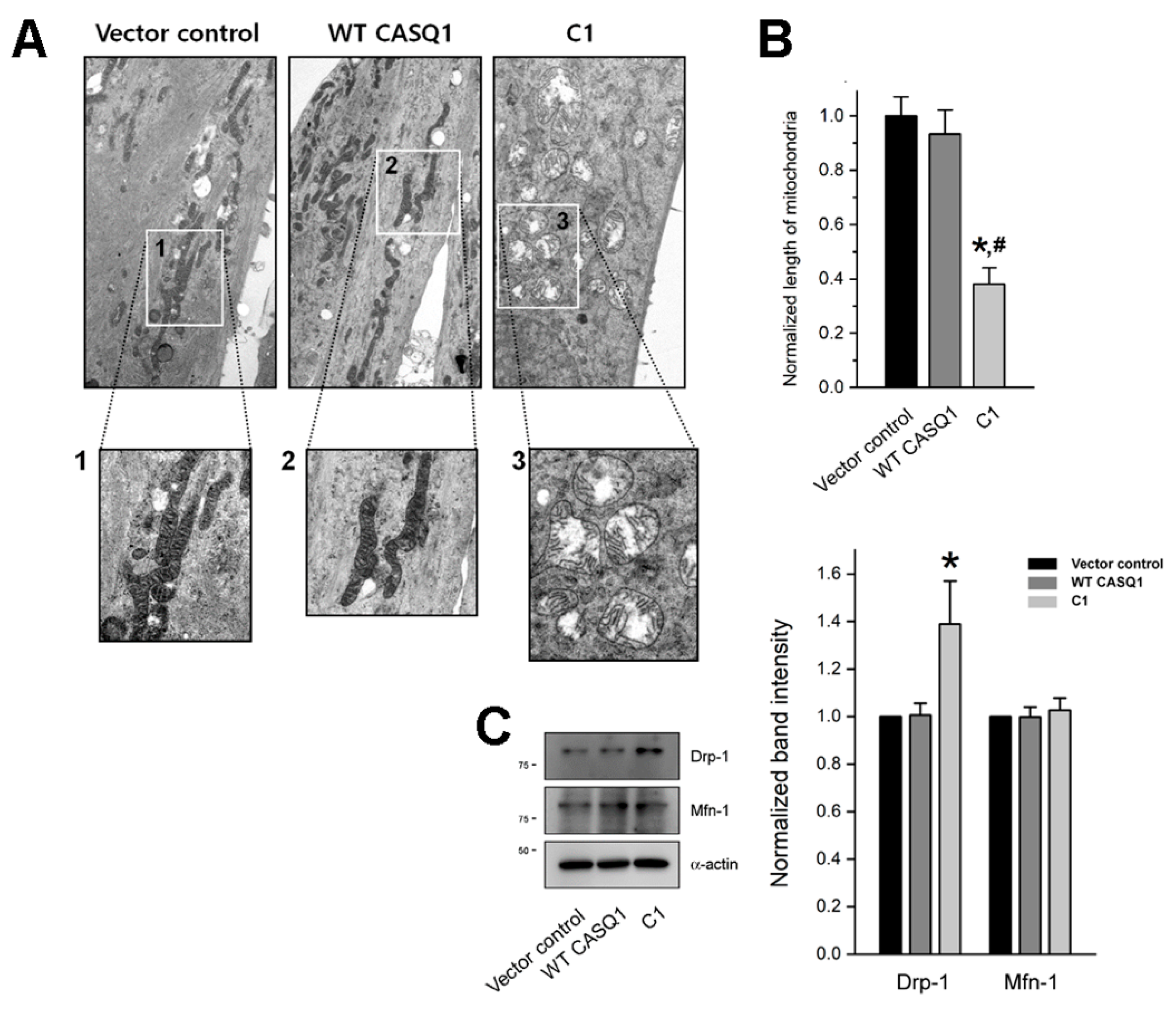 Cells 10 02821 g004 550