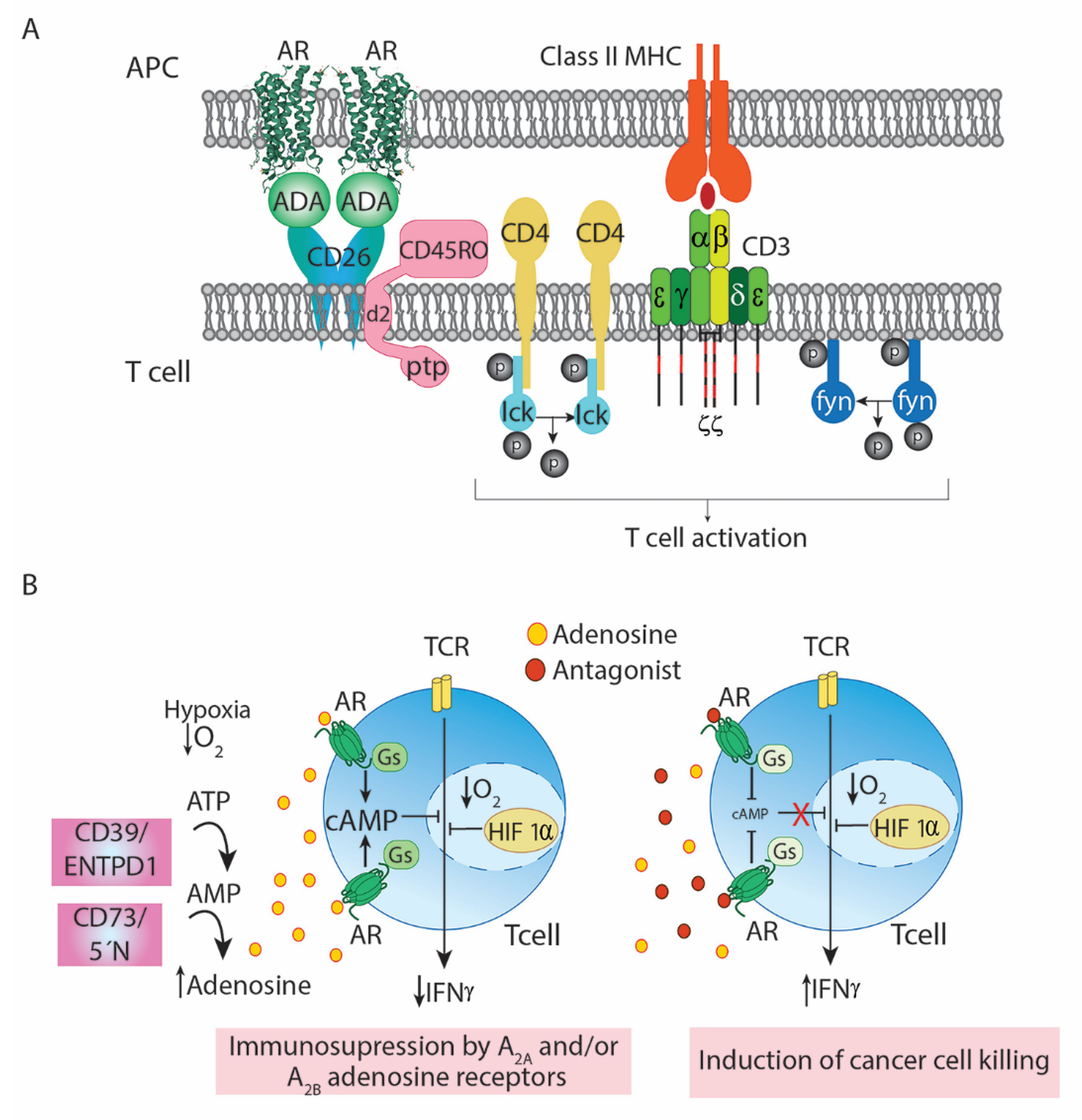 Cells 10 02831 g001