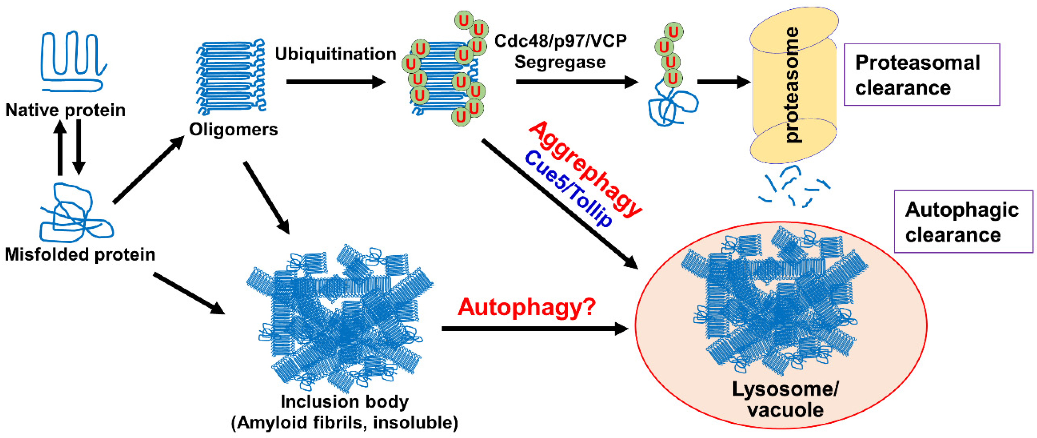 Cells Free FullText The Cytotoxicity and Clearance of Mutant