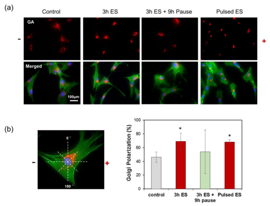 Pulsed Electrical Stimulation Enhances Consistency of