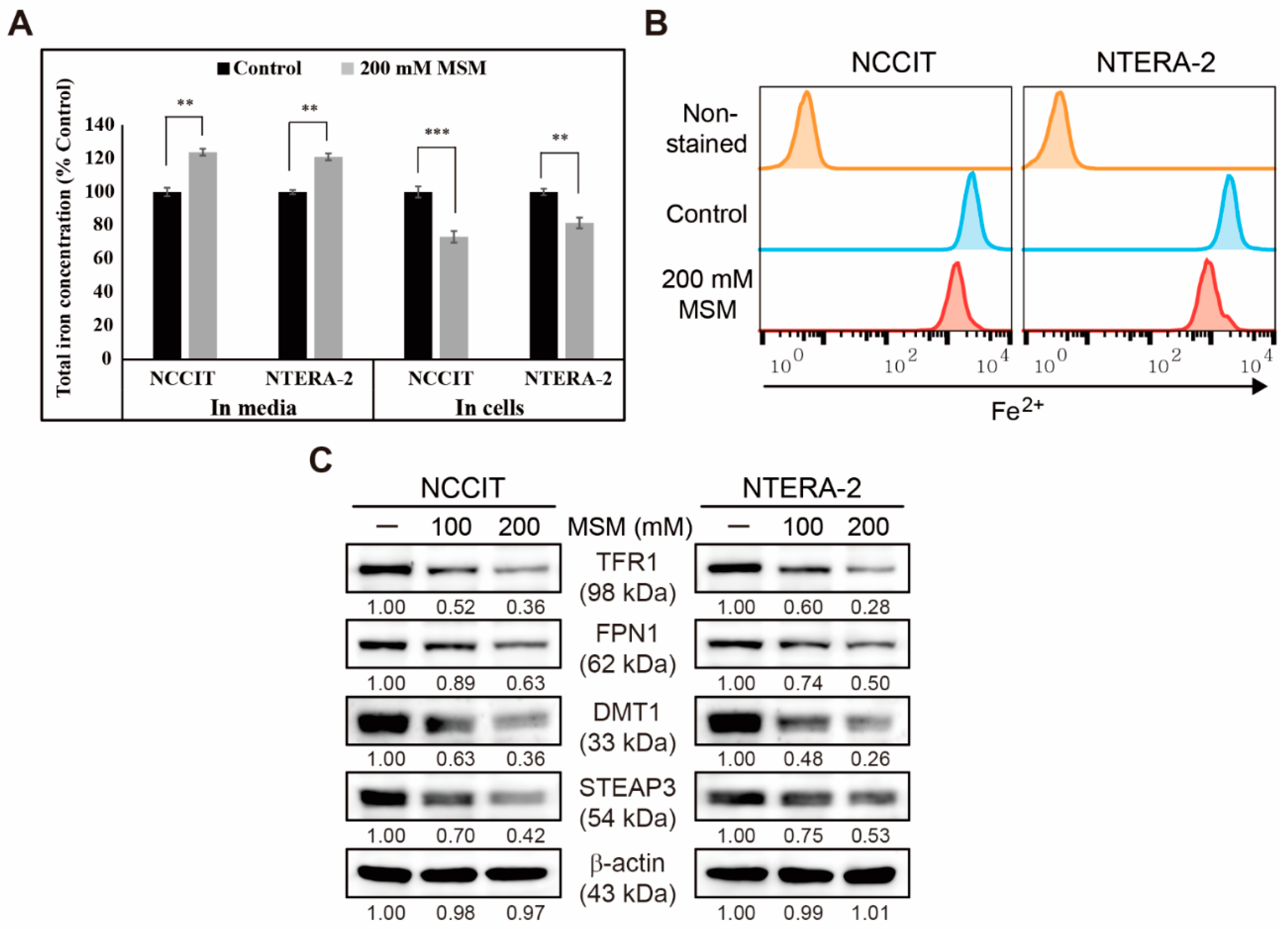 Cells 10 02847 g004 550