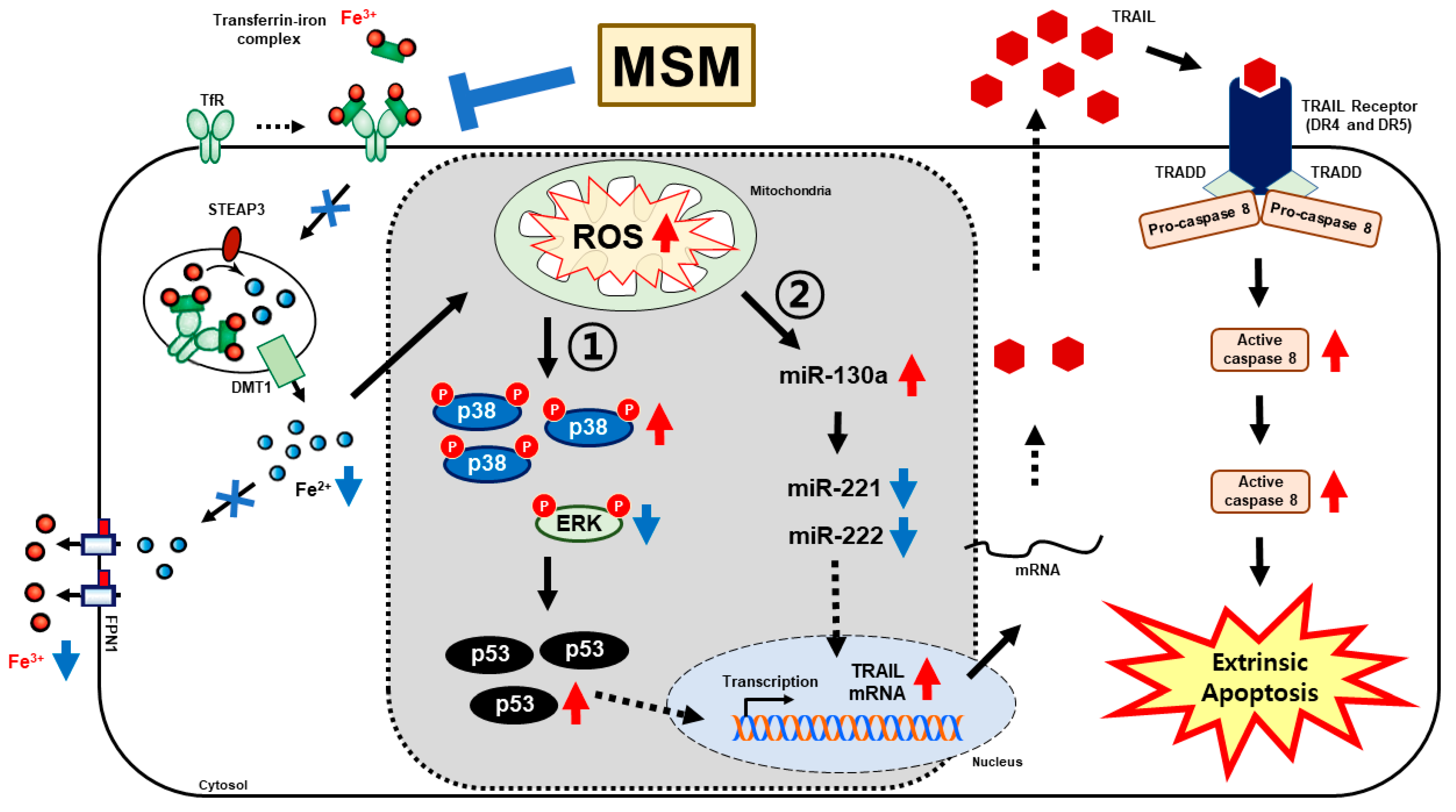 Cells 10 02847 g007 550