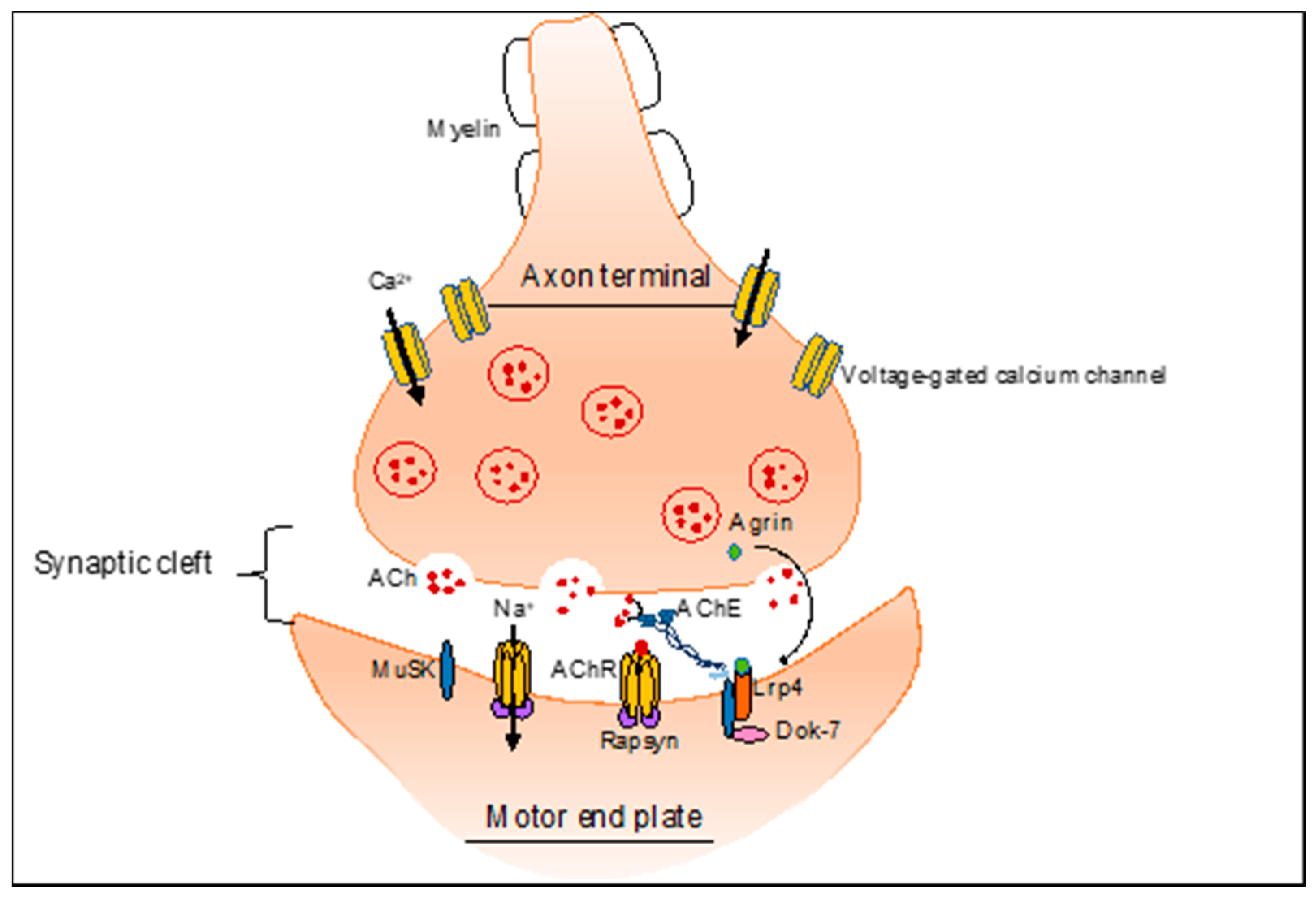 Cells 10 02850 g001 Cells 10 02850 g001