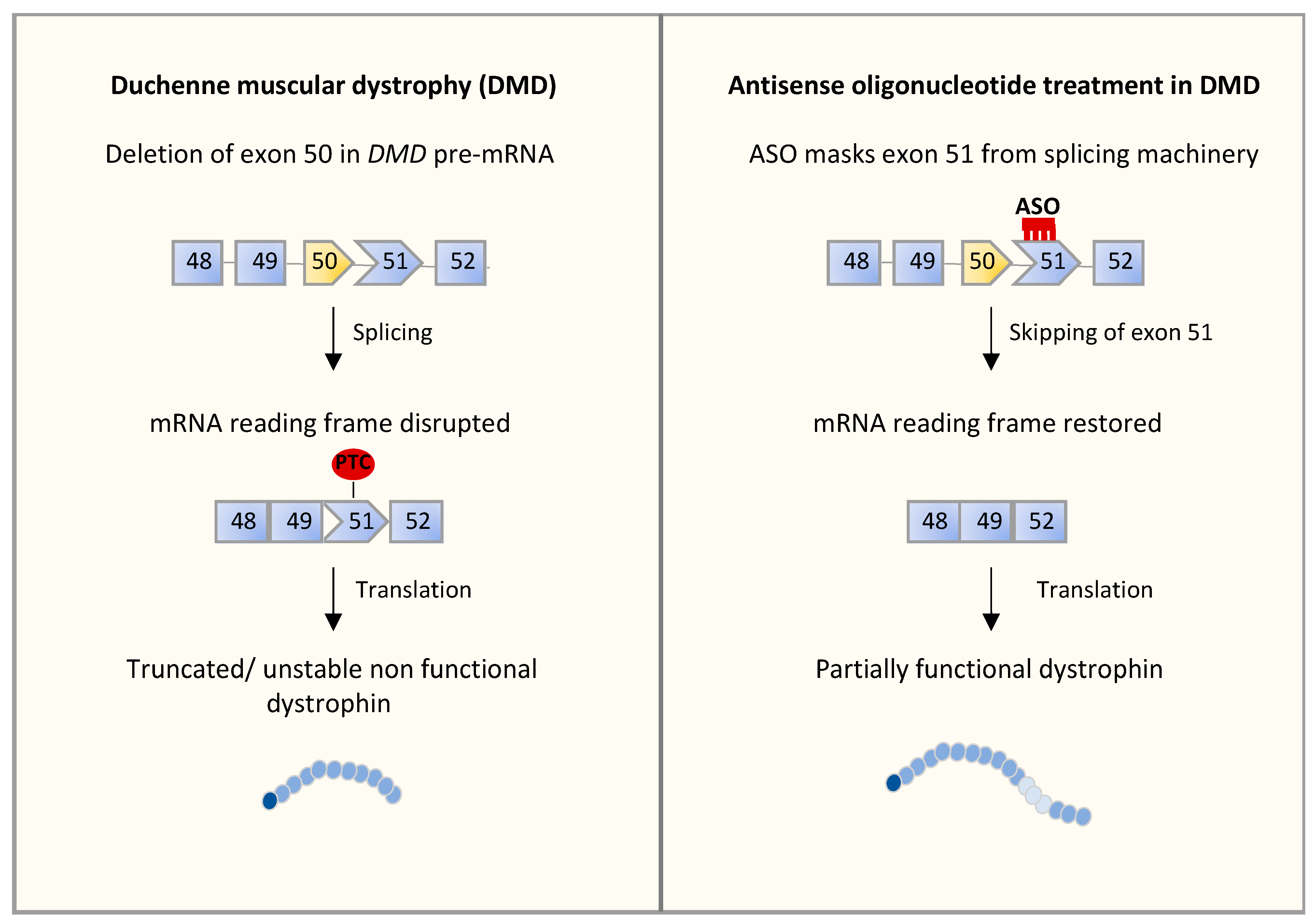 Cells 10 02850 g002 Cells 10 02850 g002
