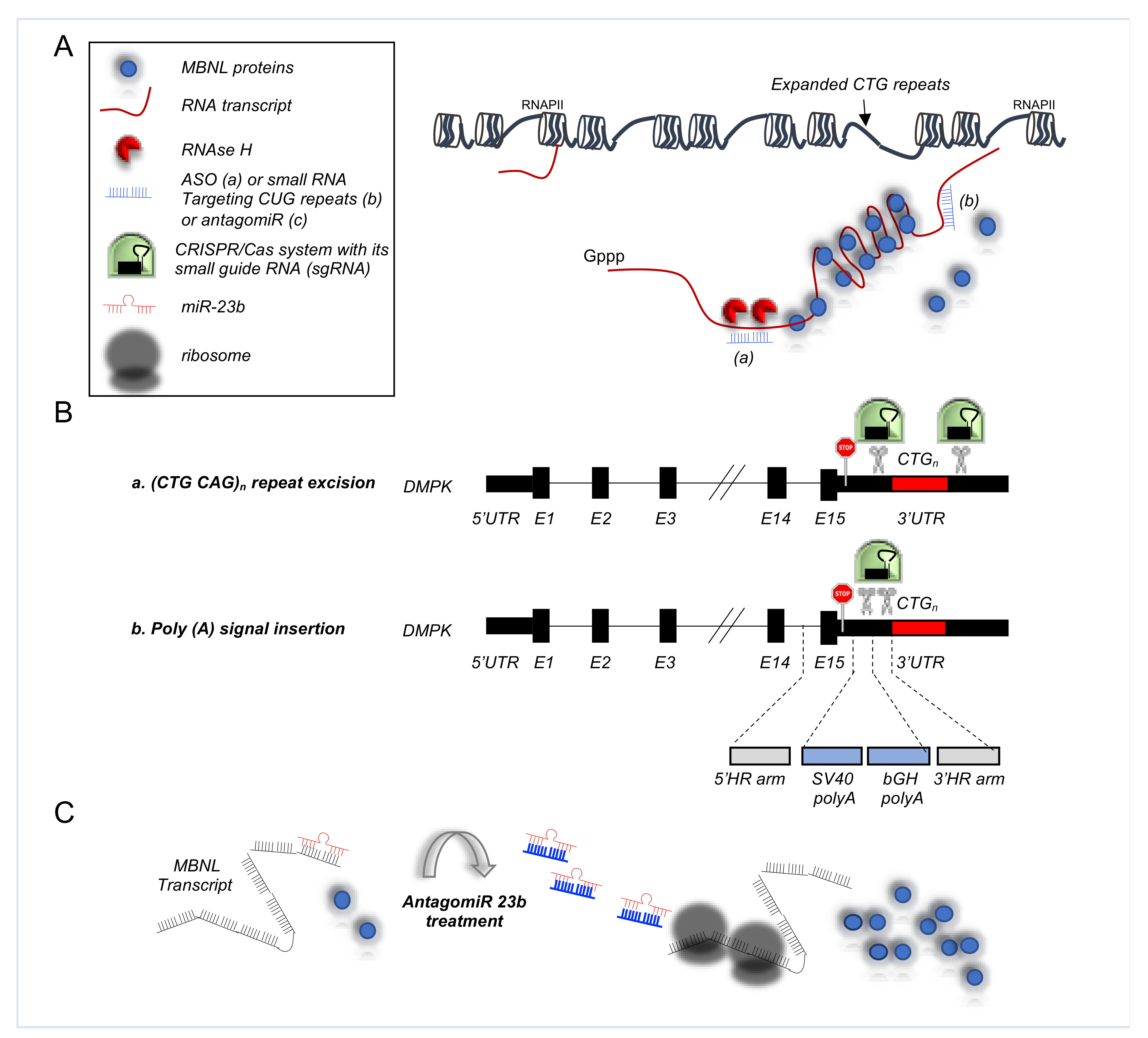 Cells 10 02850 g003 Cells 10 02850 g003
